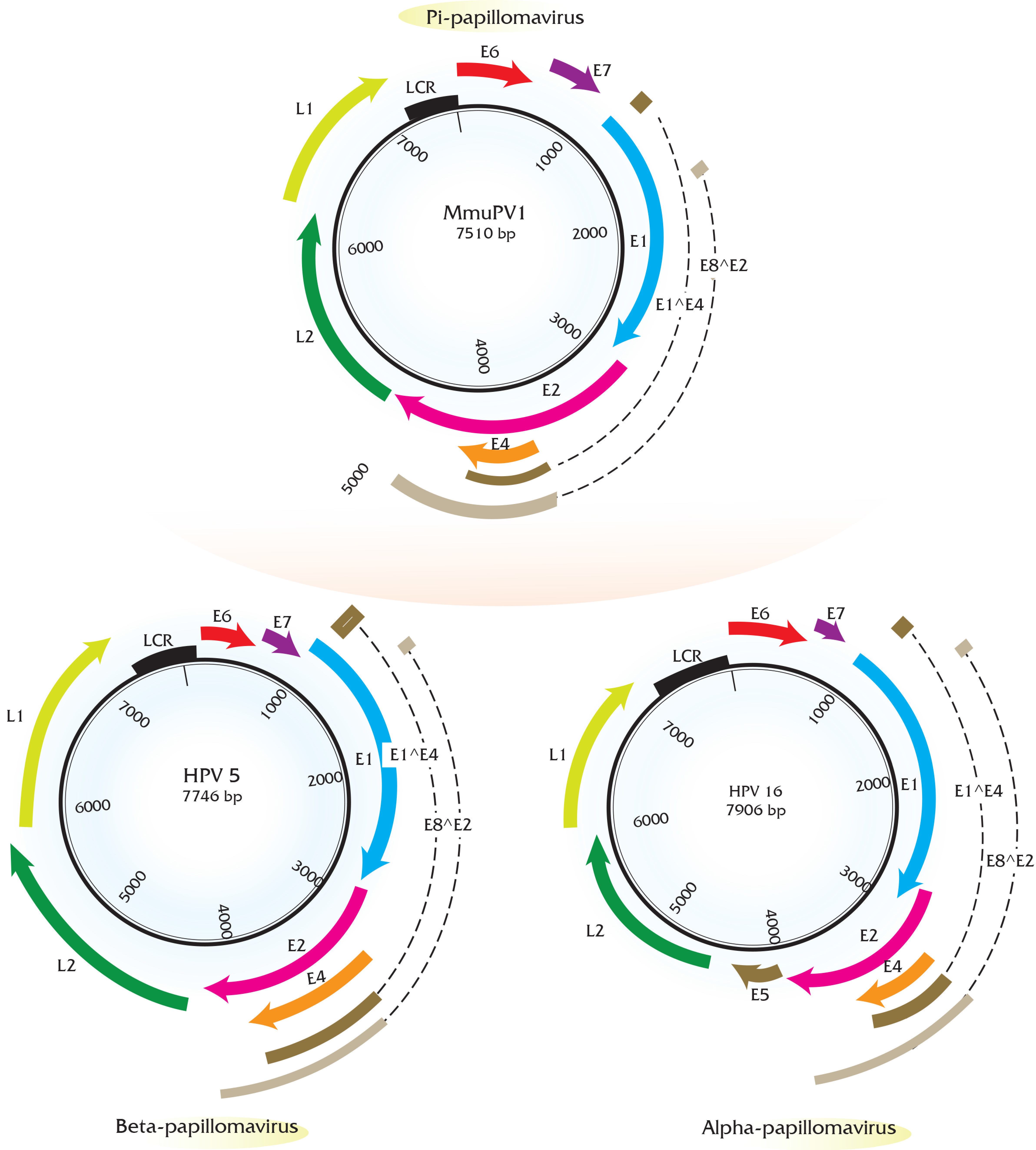 Viruses 09 00362 g001