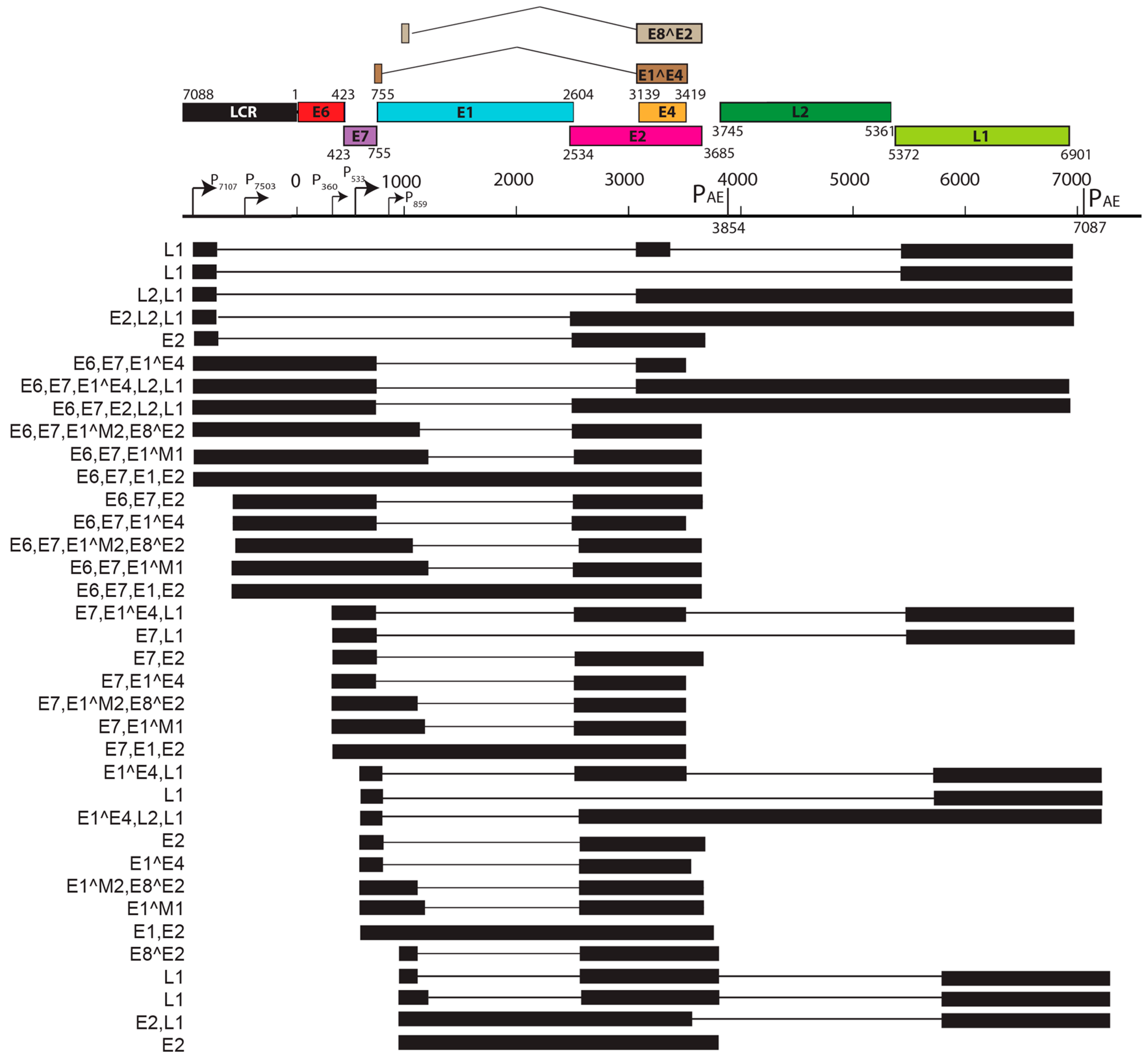 Viruses 09 00362 g005