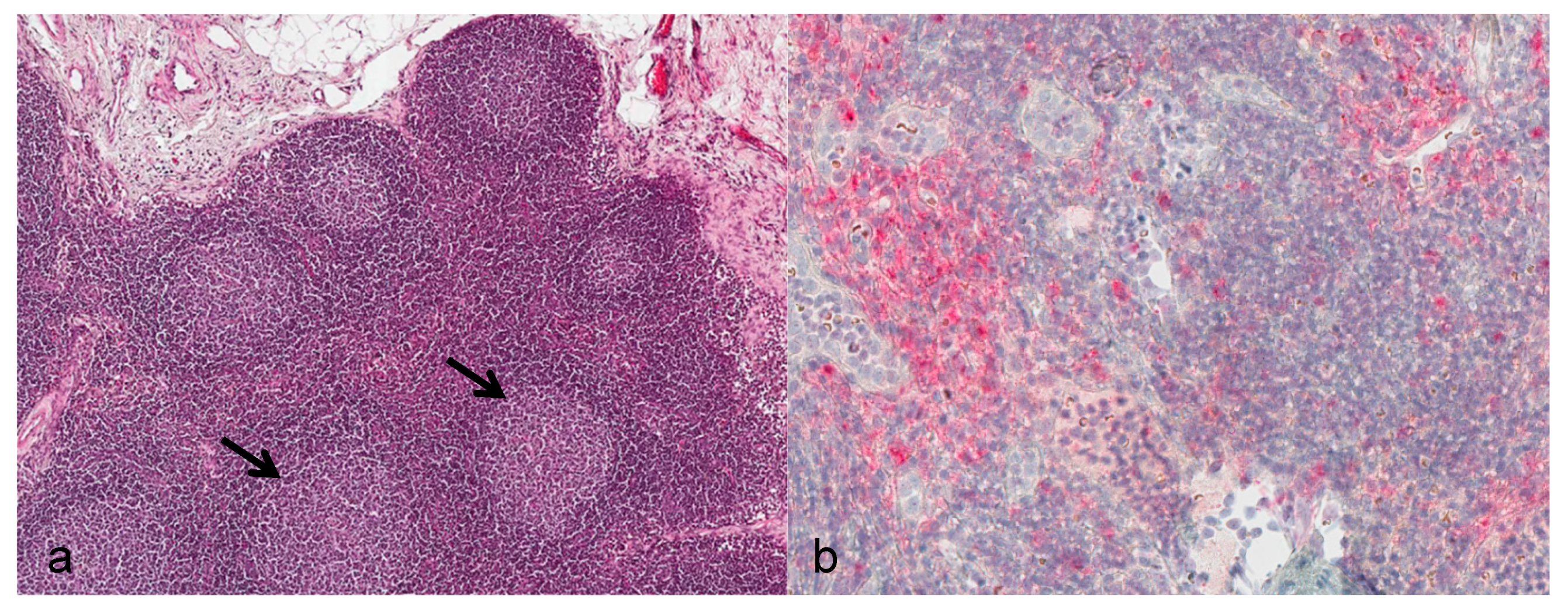 Viruses 09 00363 g002