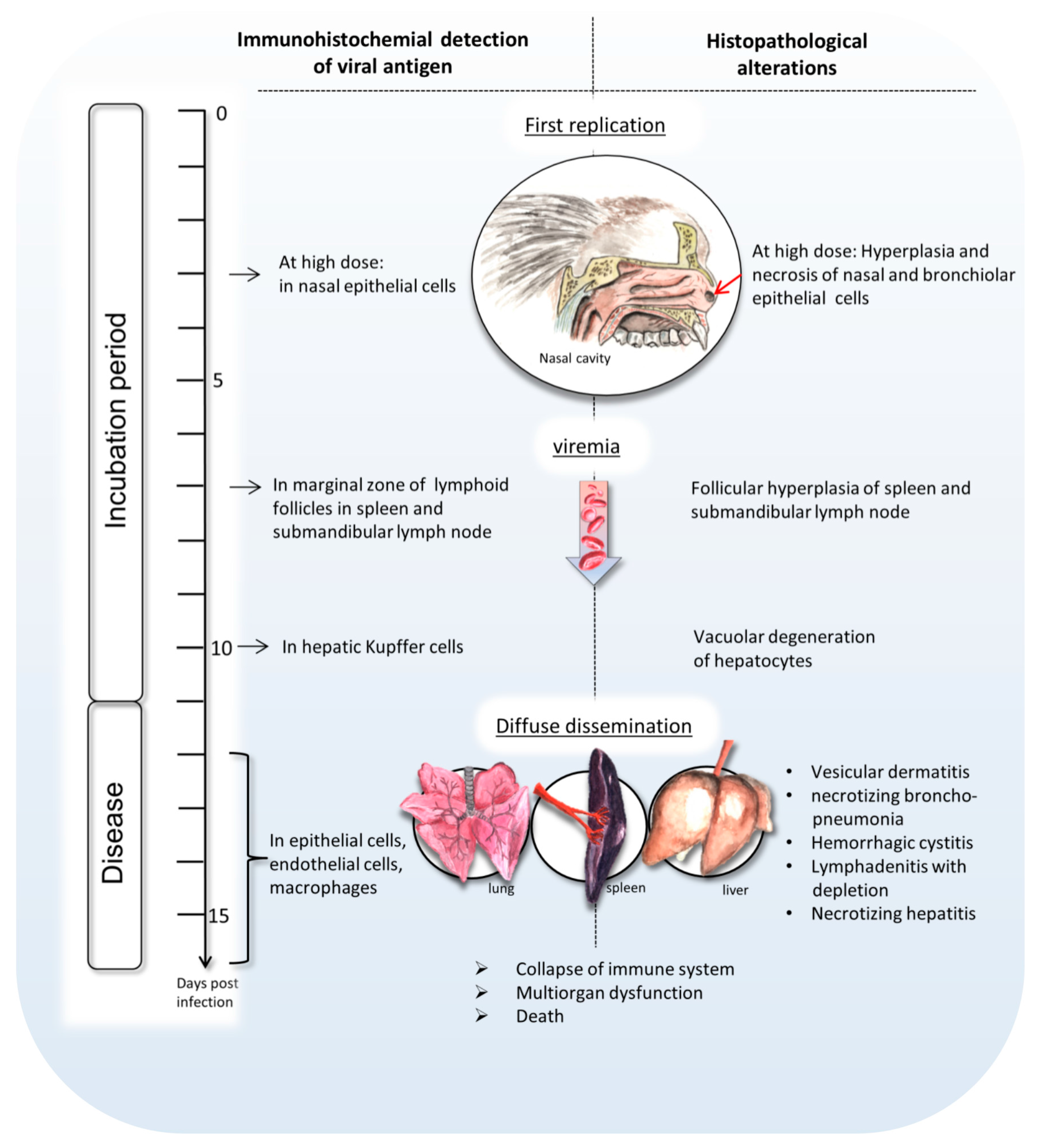 Viruses 09 00363 g005