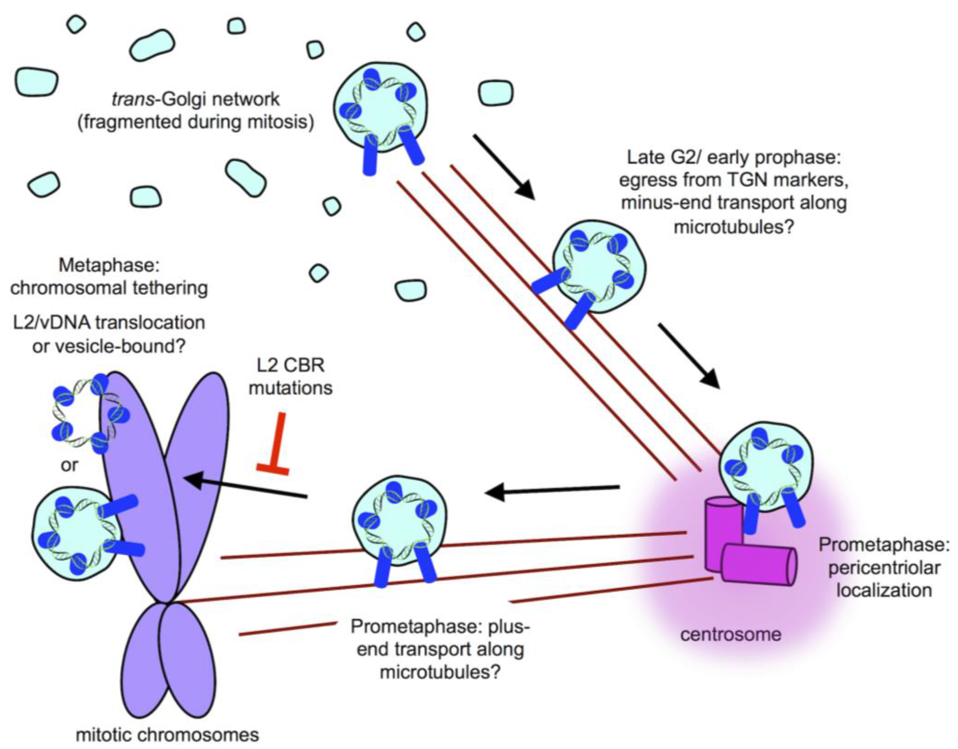 Viruses 09 00370 g003