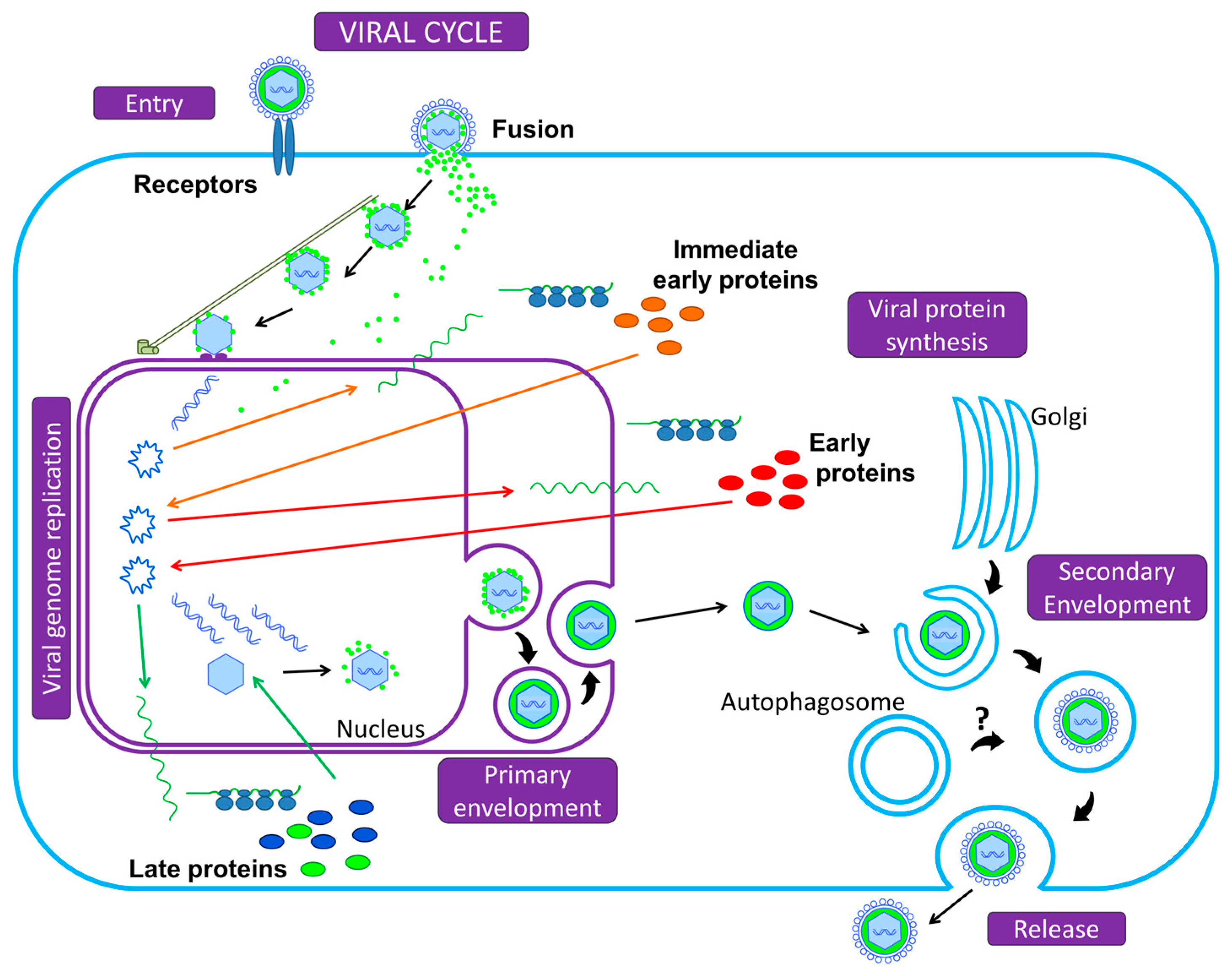 Viruses 09 00372 g001 Viruses 09 00372 g001