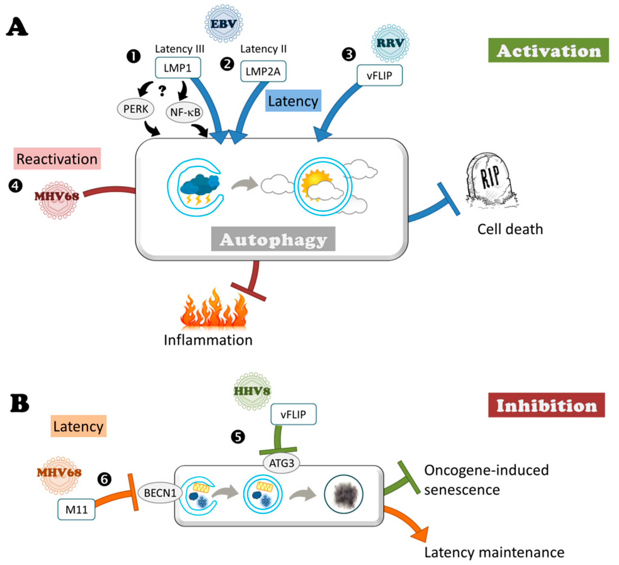 Viruses 09 00372 g003 Viruses 09 00372 g003