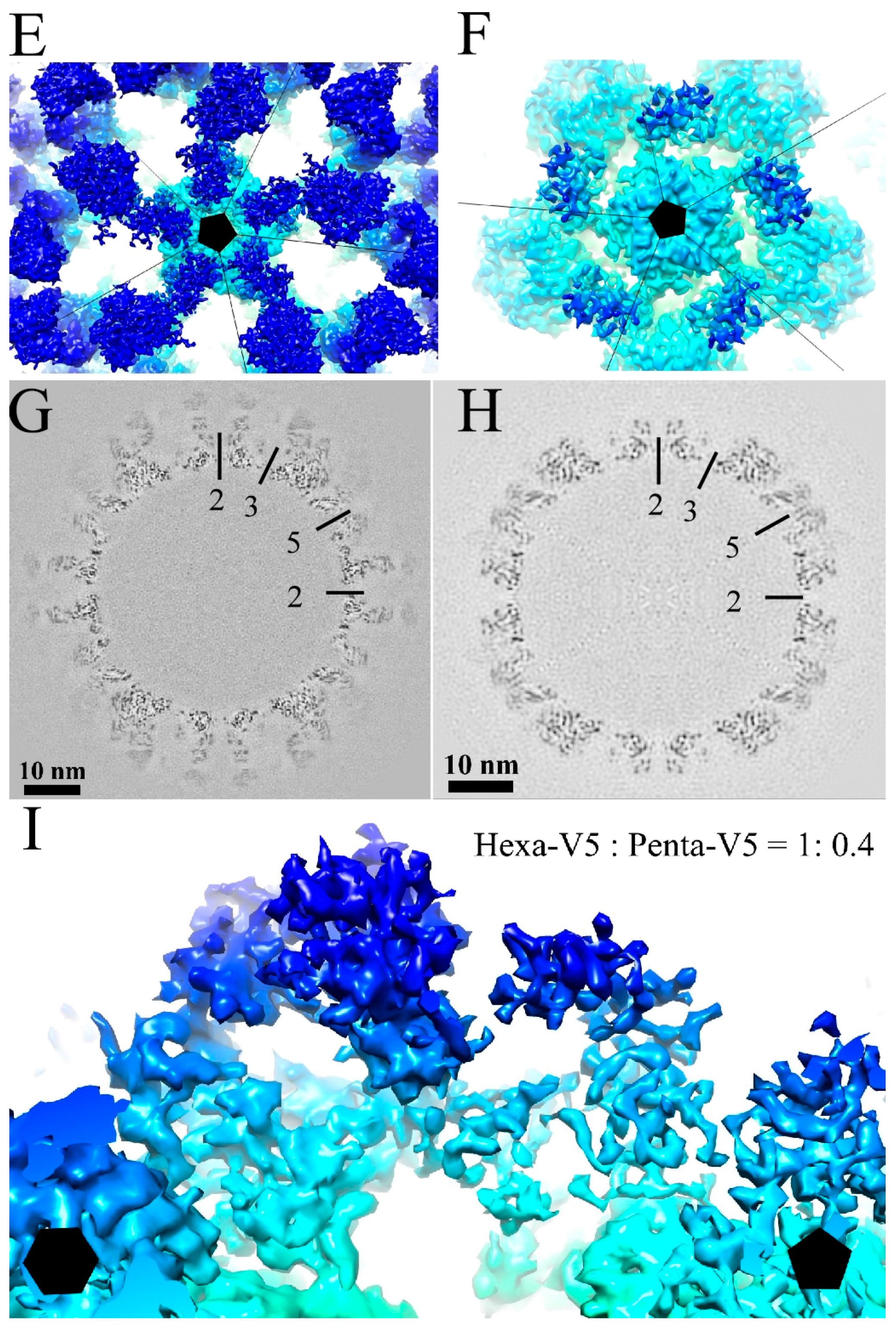 Viruses 09 00374 g001b