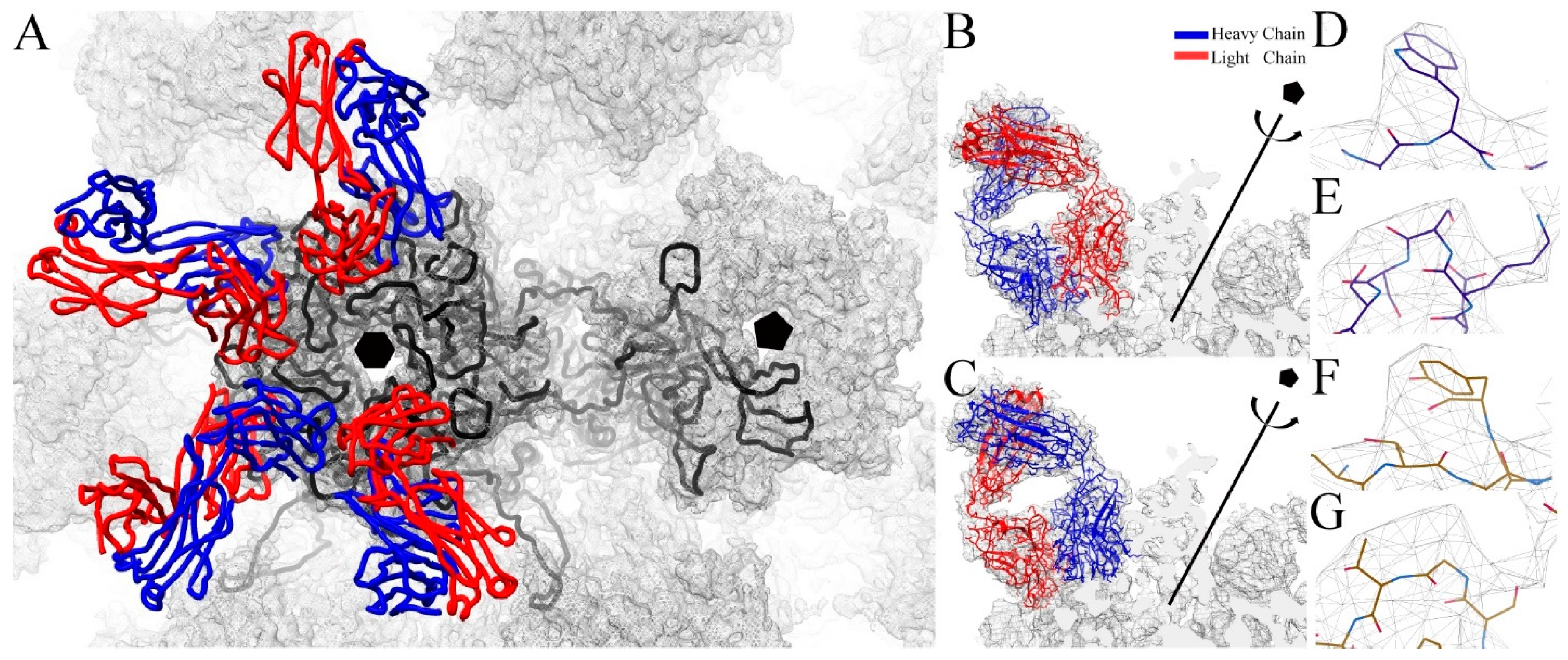 Viruses 09 00374 g003