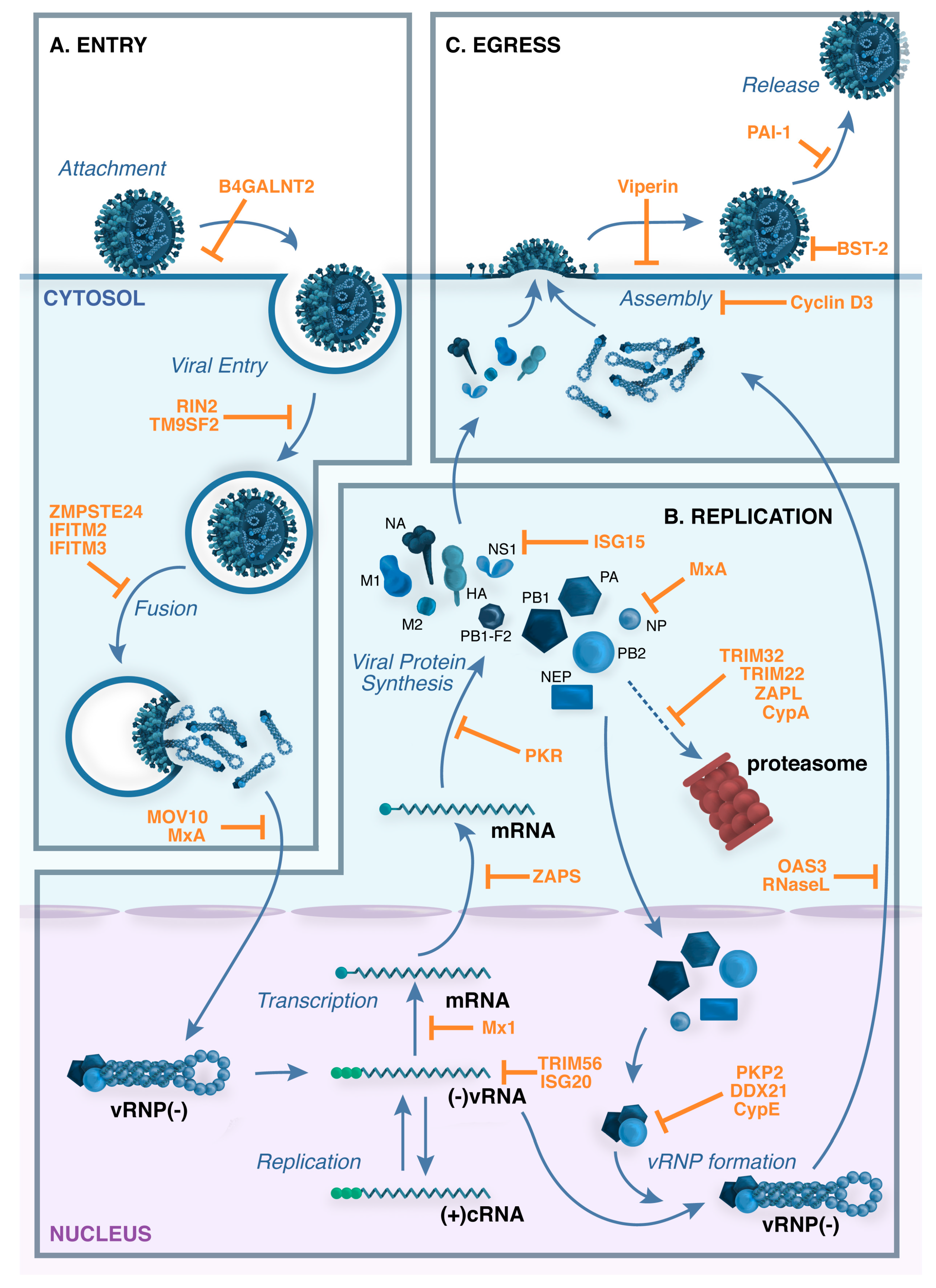 Viruses 09 00376 g002