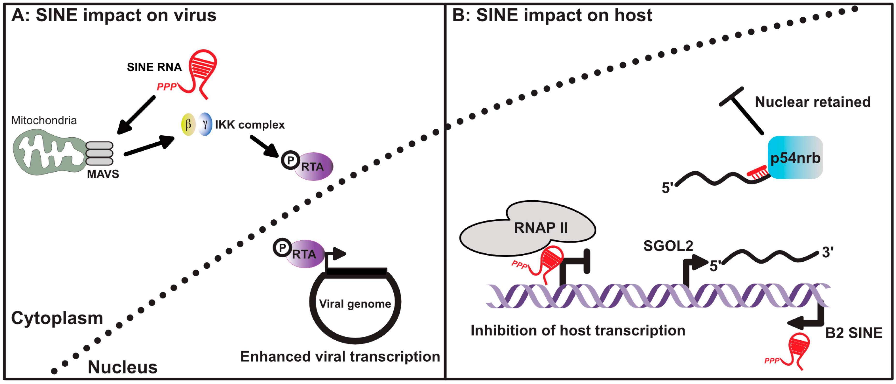 Viruses 09 00386 g003