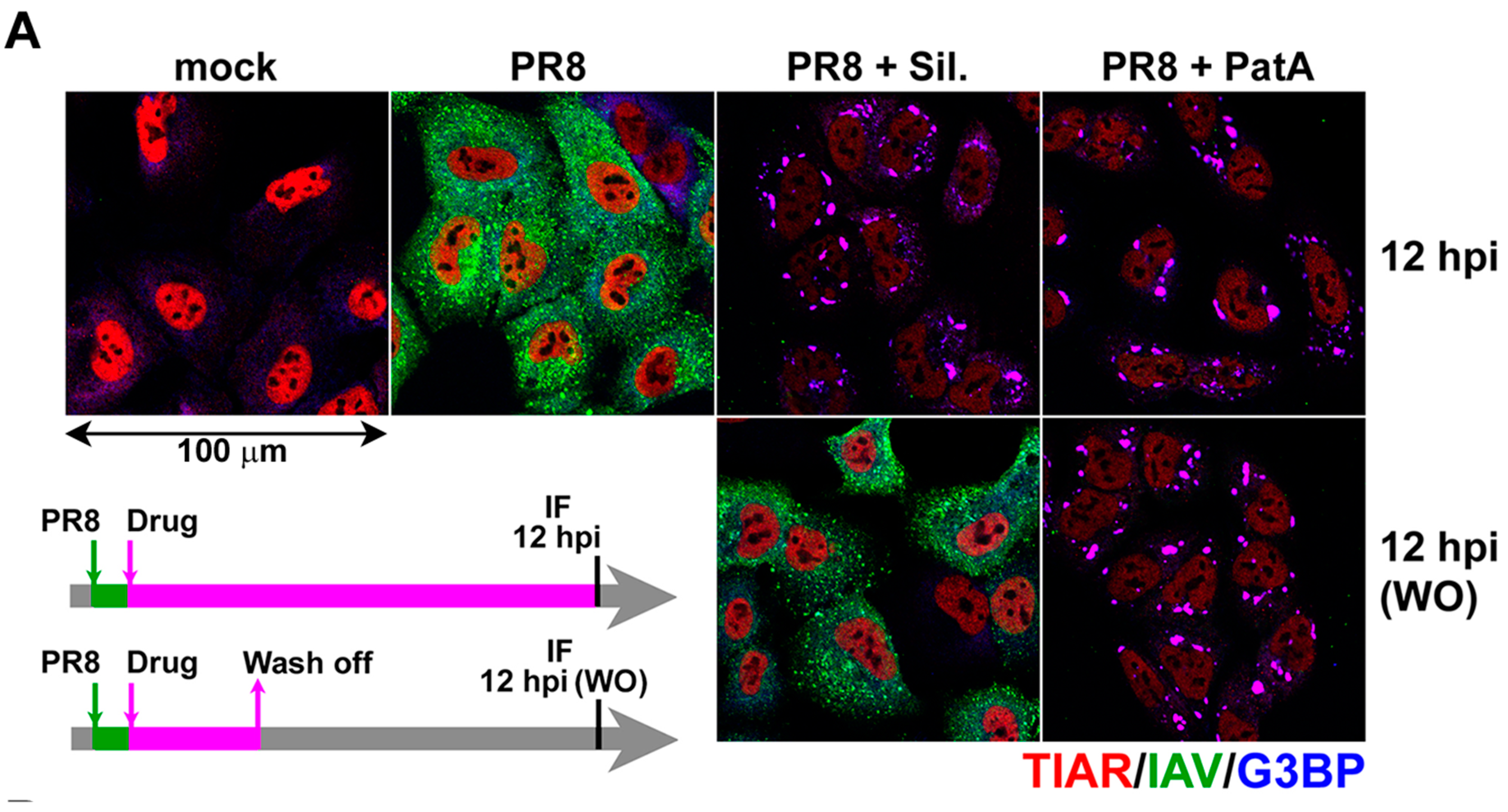 Viruses 09 00388 g003a Viruses 09 00388 g003a
