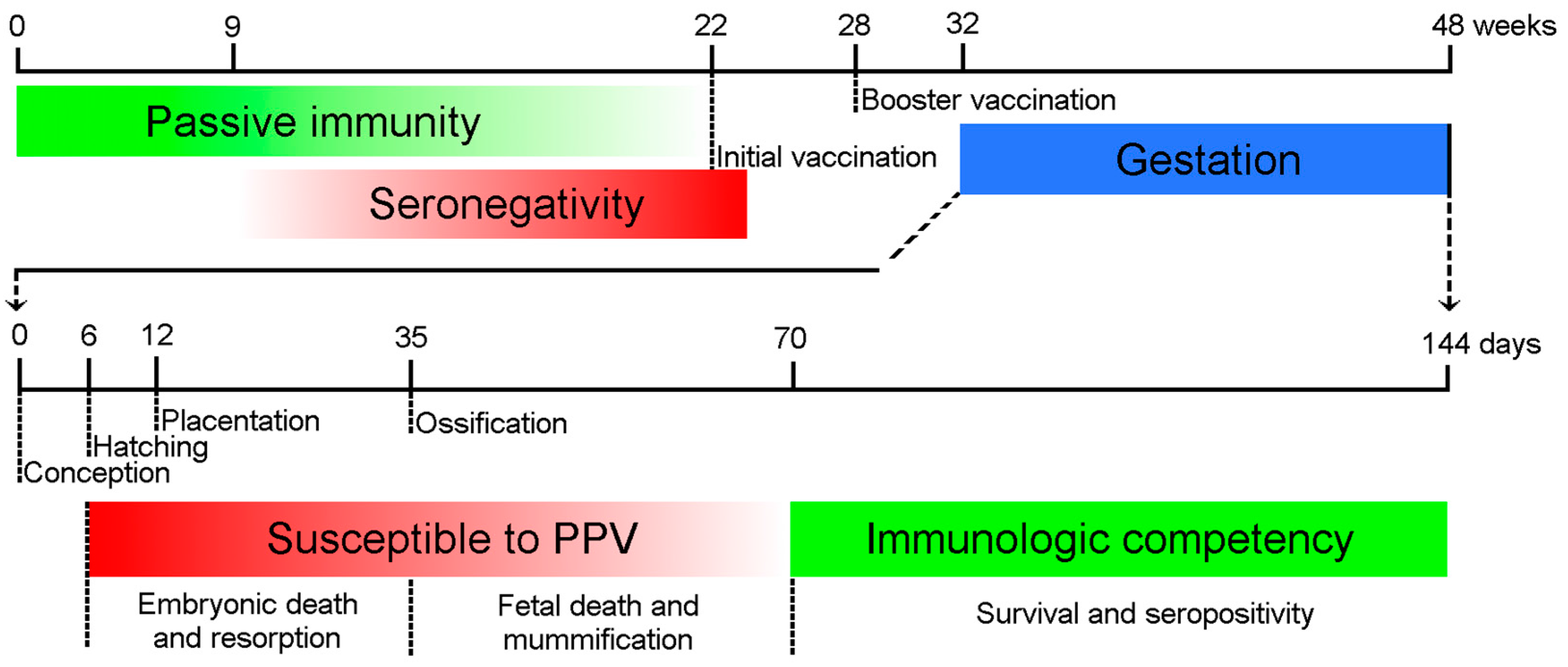 Viruses 09 00393 g001