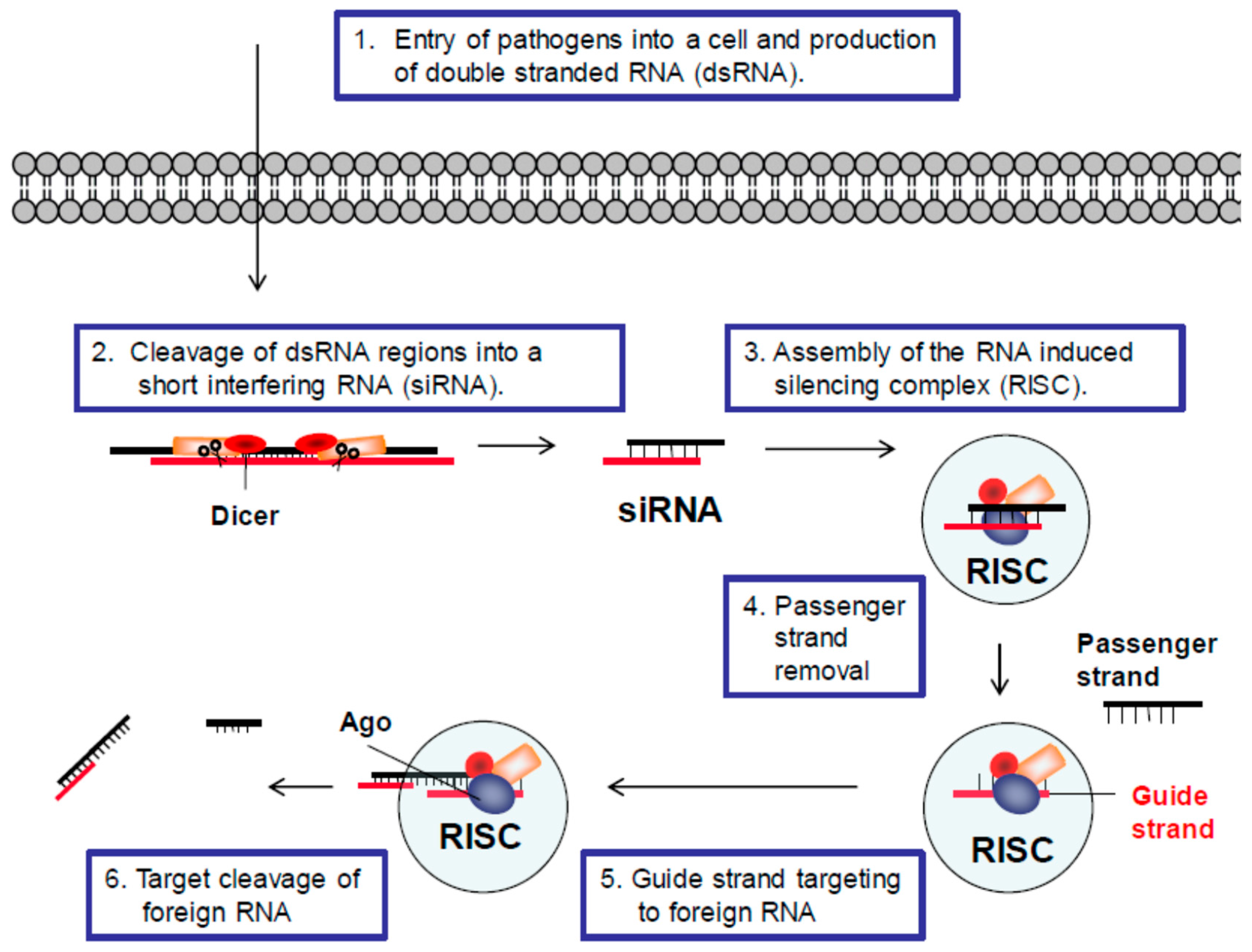 Viruses 10 00008 g001 Viruses 10 00008 g001