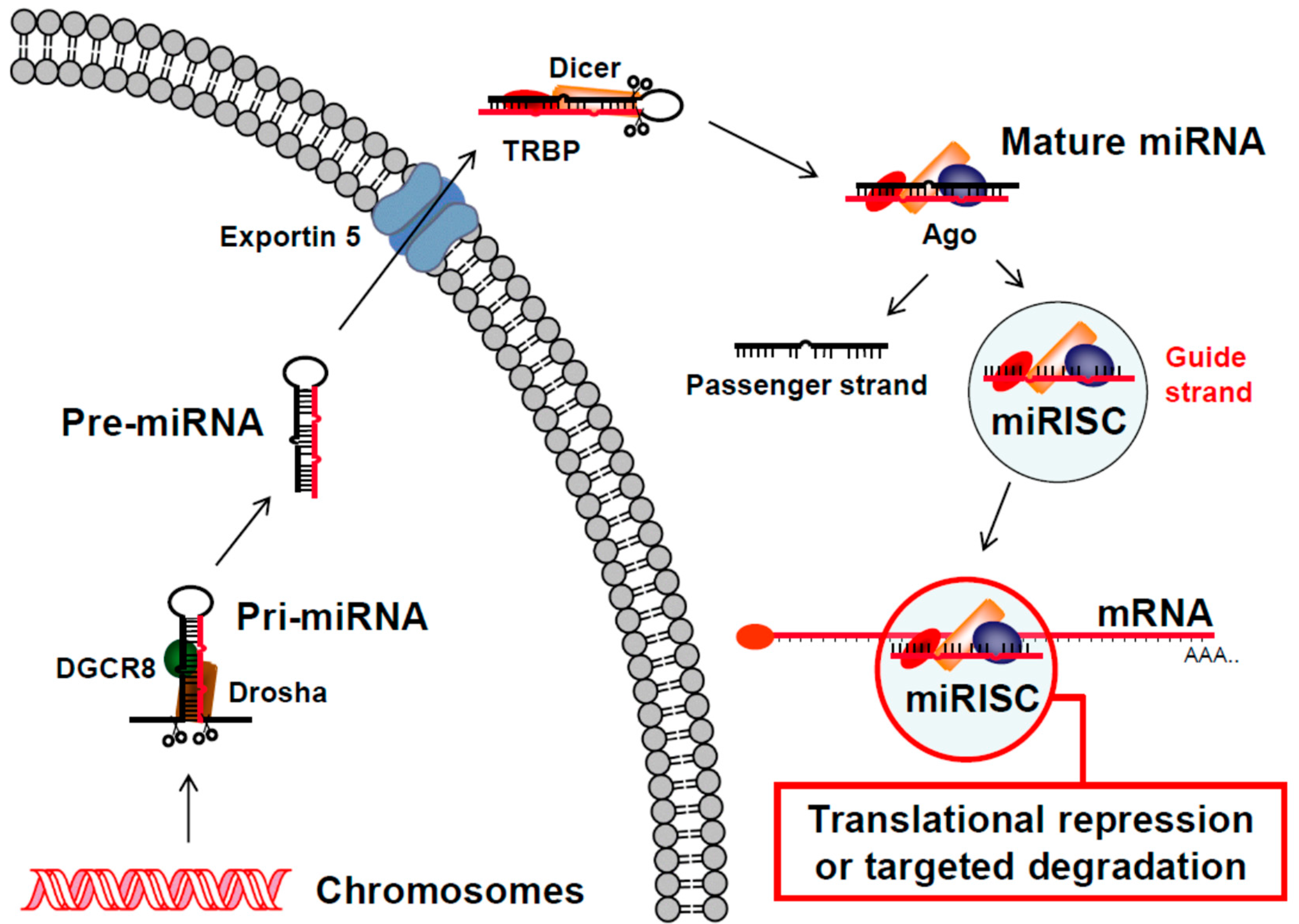 Viruses 10 00008 g002 Viruses 10 00008 g002
