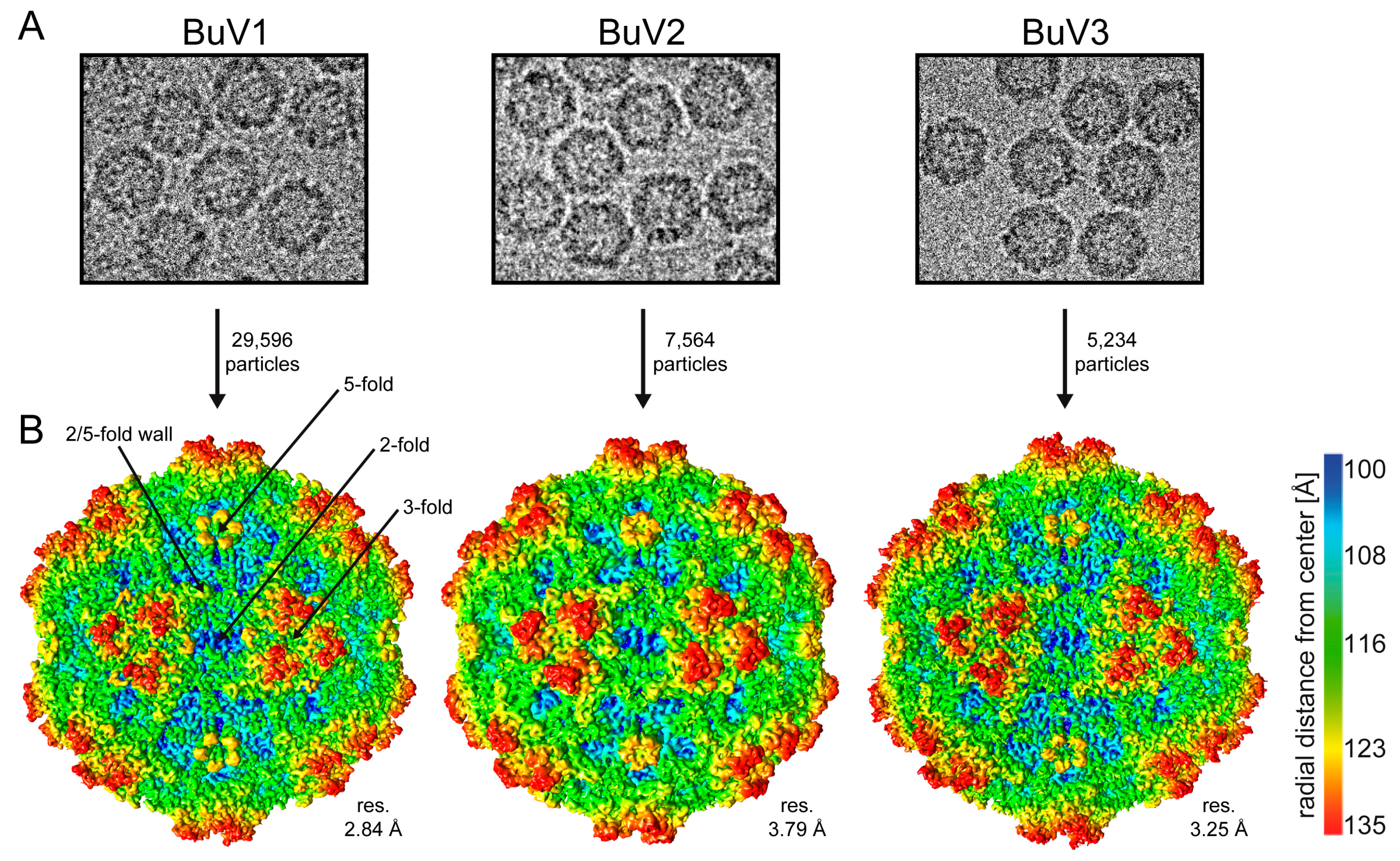 Viruses 10 00022 g001 Viruses 10 00022 g001