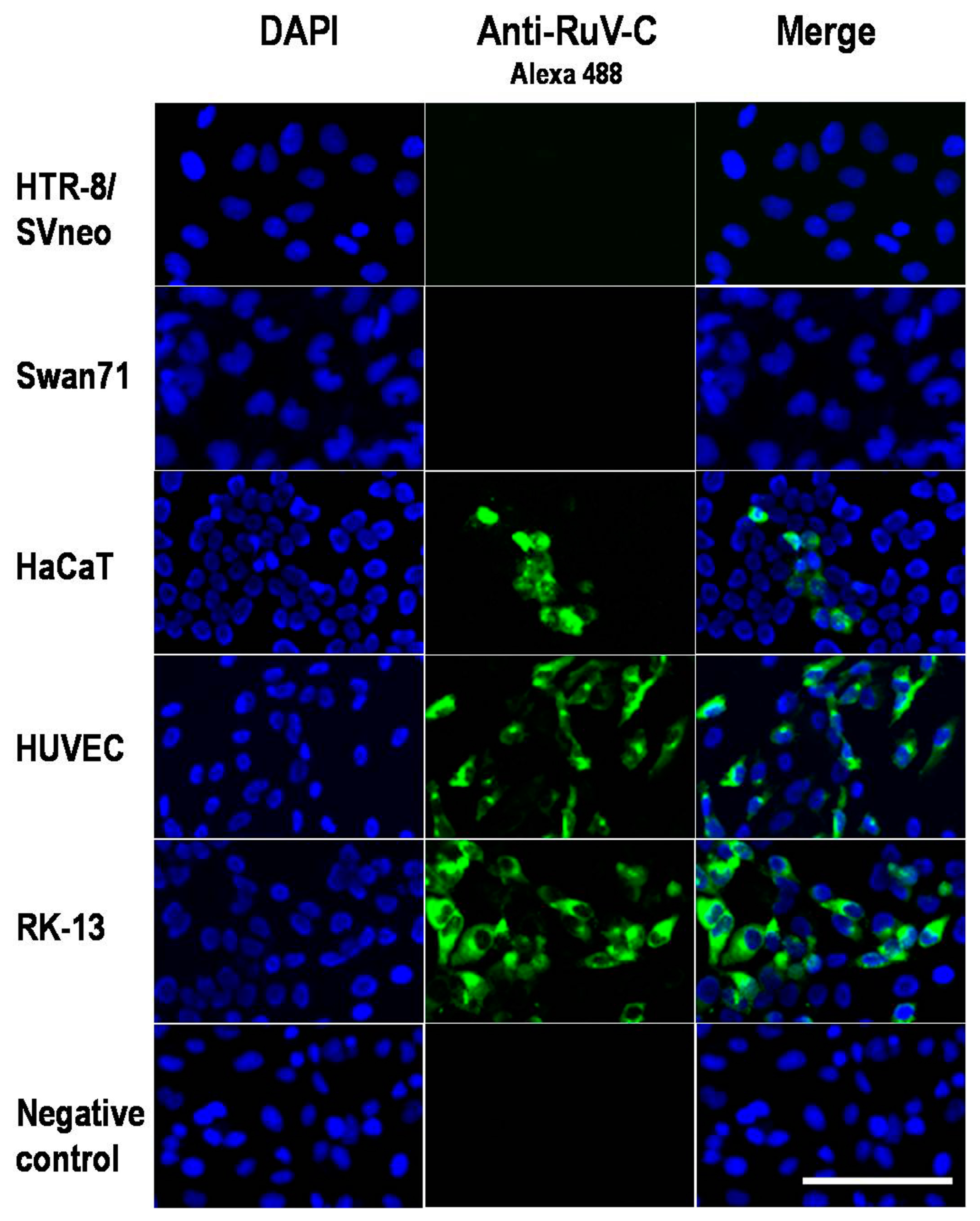 Viruses 10 00023 g001