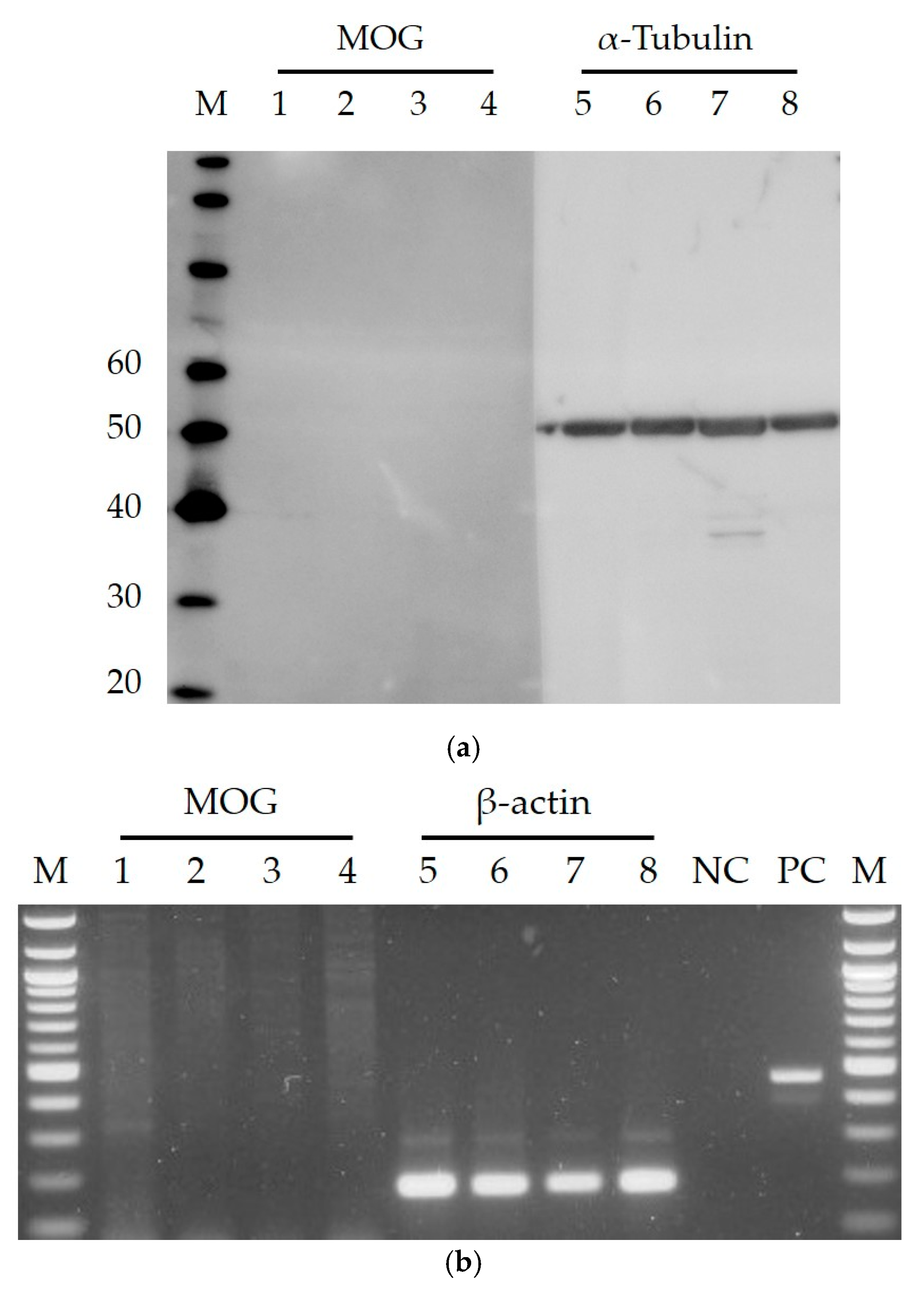 Viruses 10 00023 g002