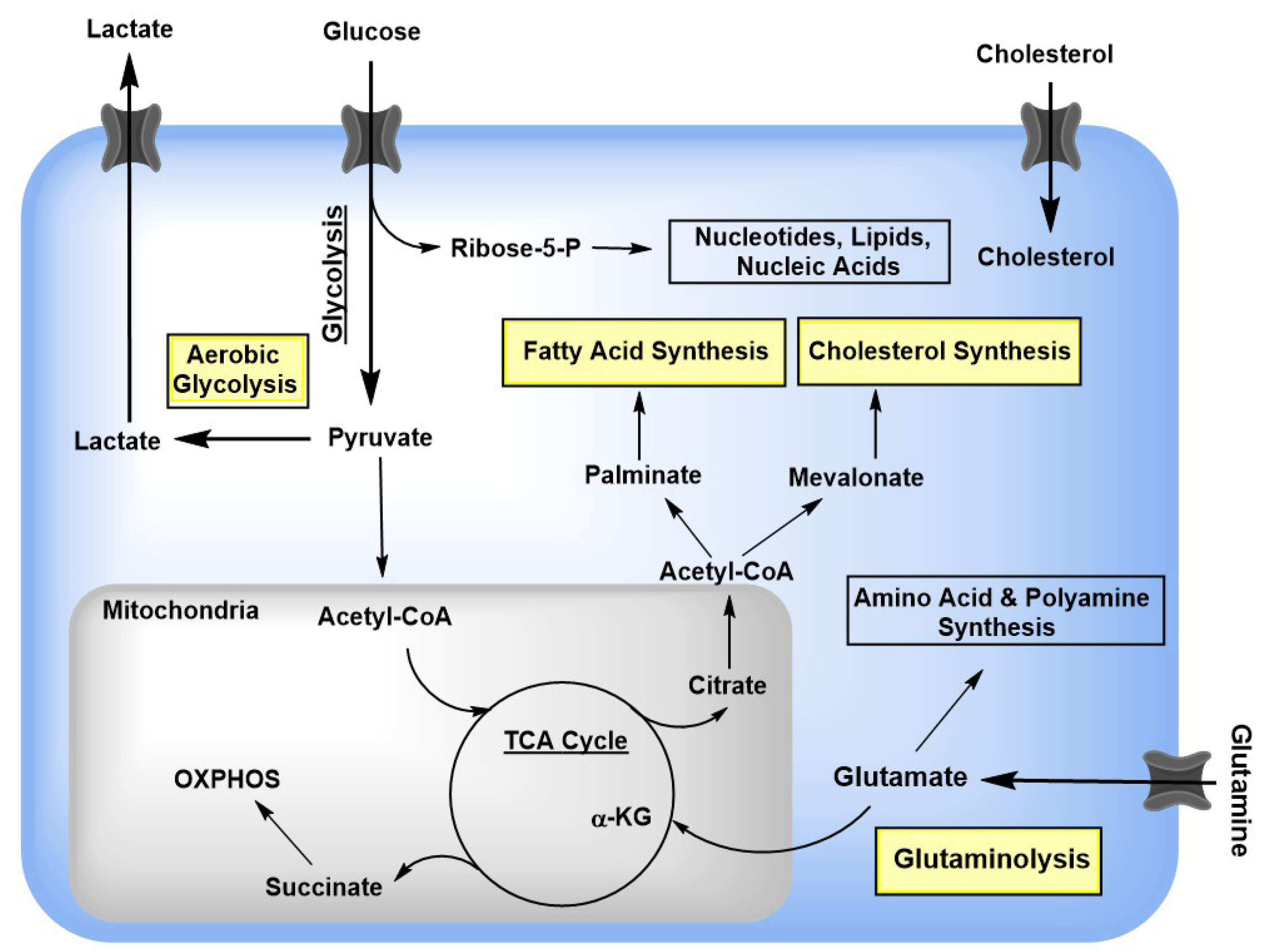 Viruses 10 00036 g001 Viruses 10 00036 g001