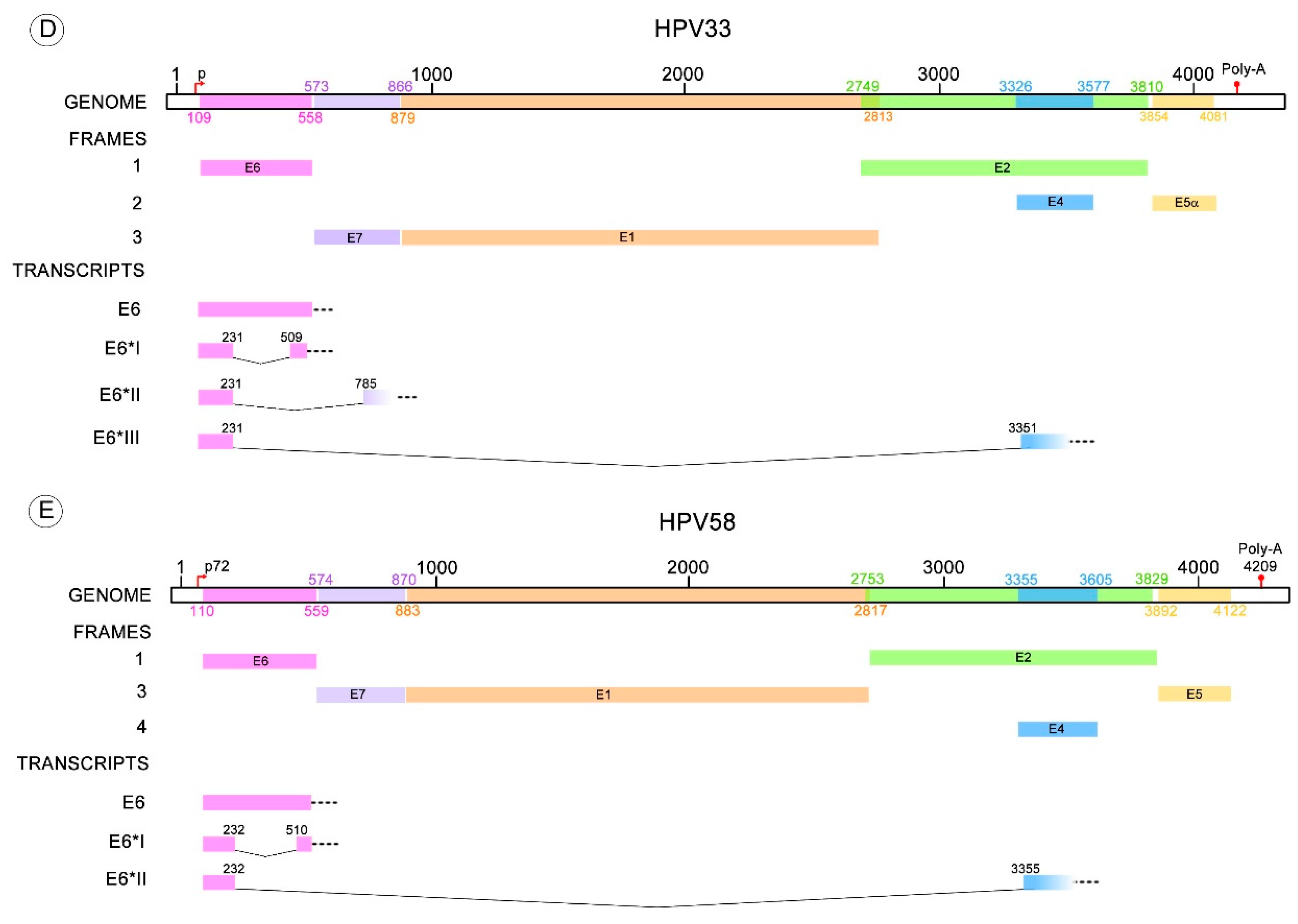 Viruses 10 00045 g003b Viruses 10 00045 g003b