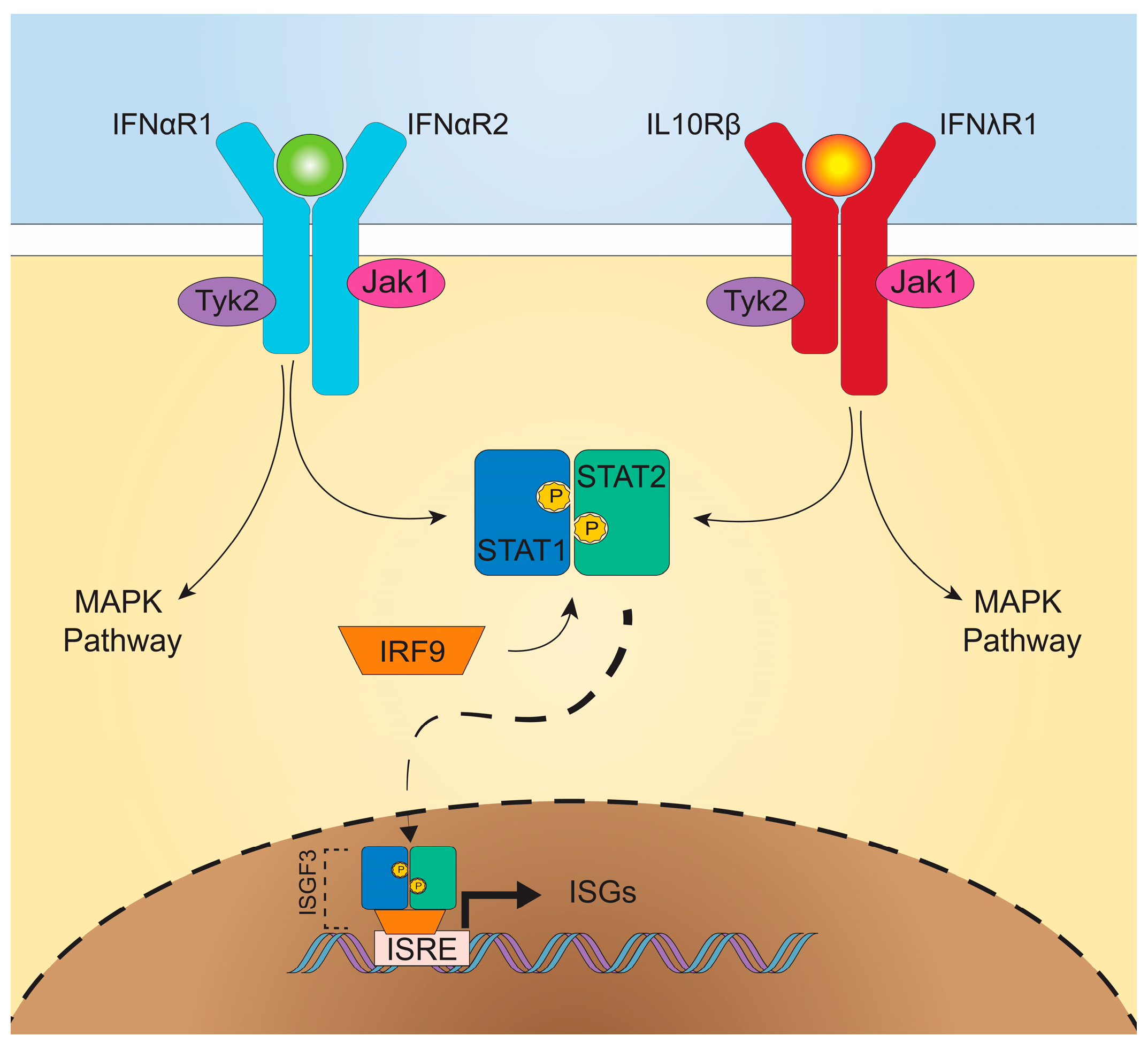 Viruses 10 00046 g001 Viruses 10 00046 g001