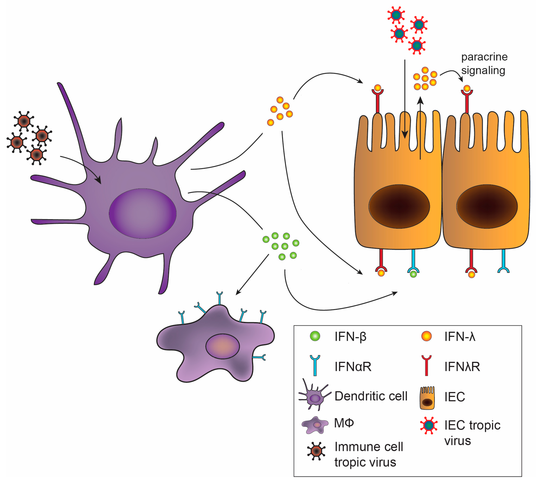 Viruses 10 00046 g002 Viruses 10 00046 g002