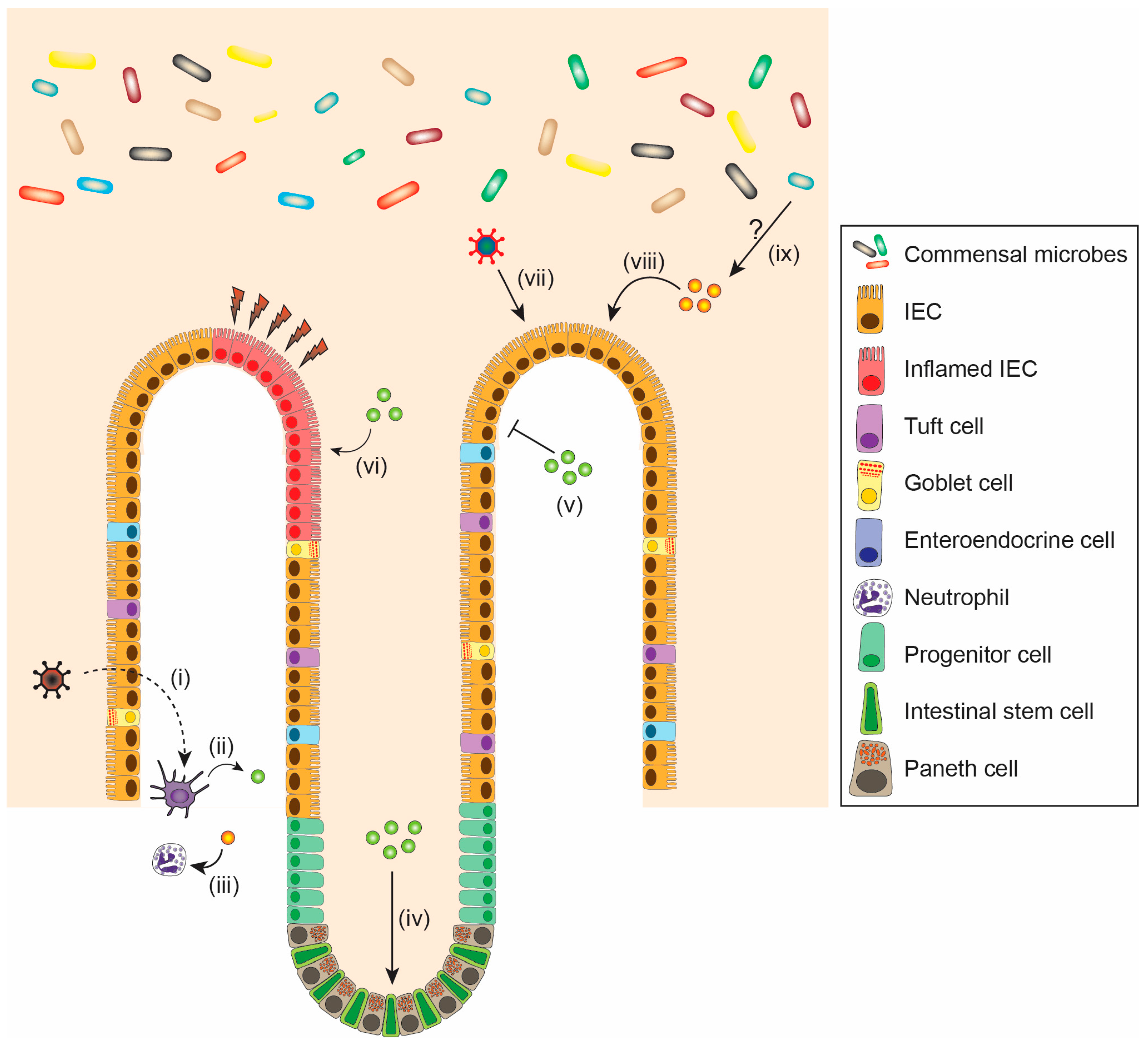 Viruses 10 00046 g003 Viruses 10 00046 g003