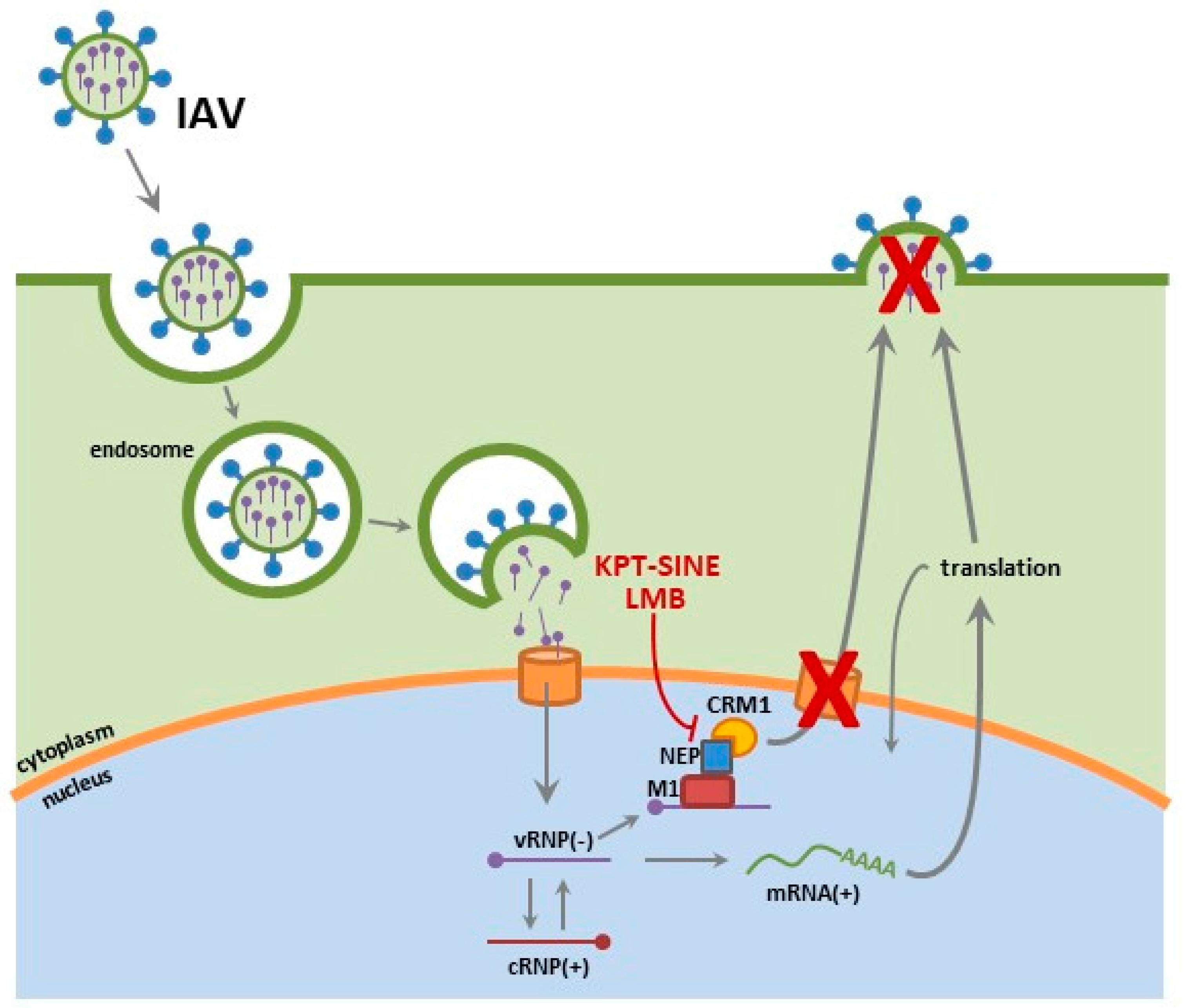 Viruses 10 00048 g002 Viruses 10 00048 g002
