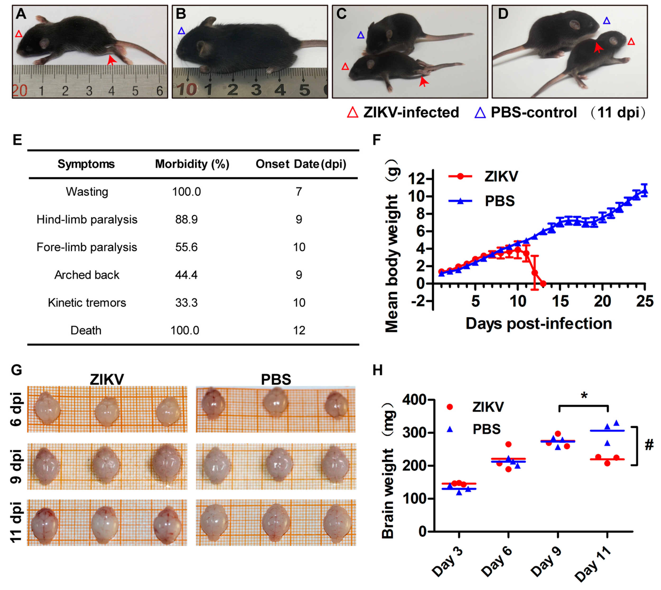 Viruses 10 00049 g007