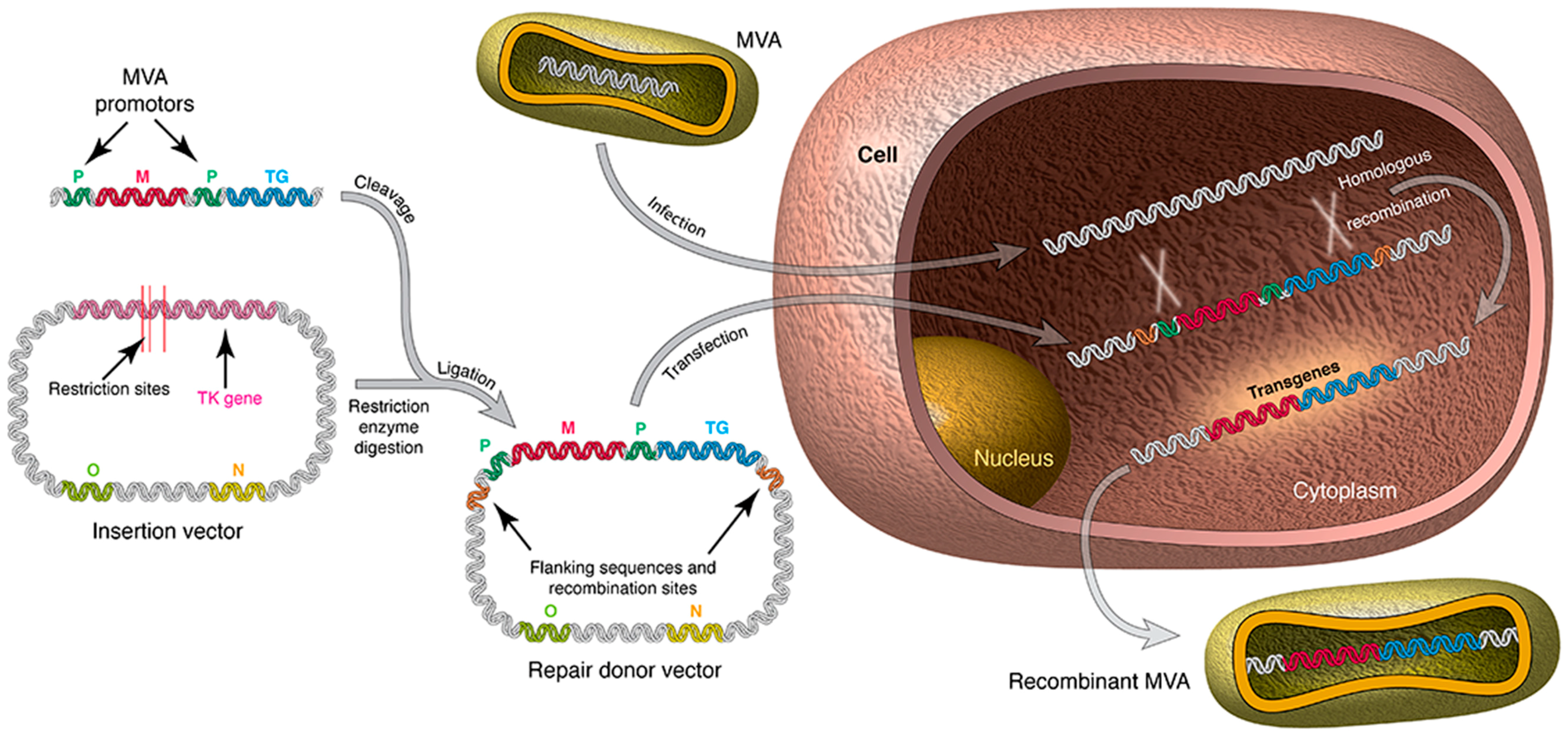 Viruses 10 00050 g001 Viruses 10 00050 g001