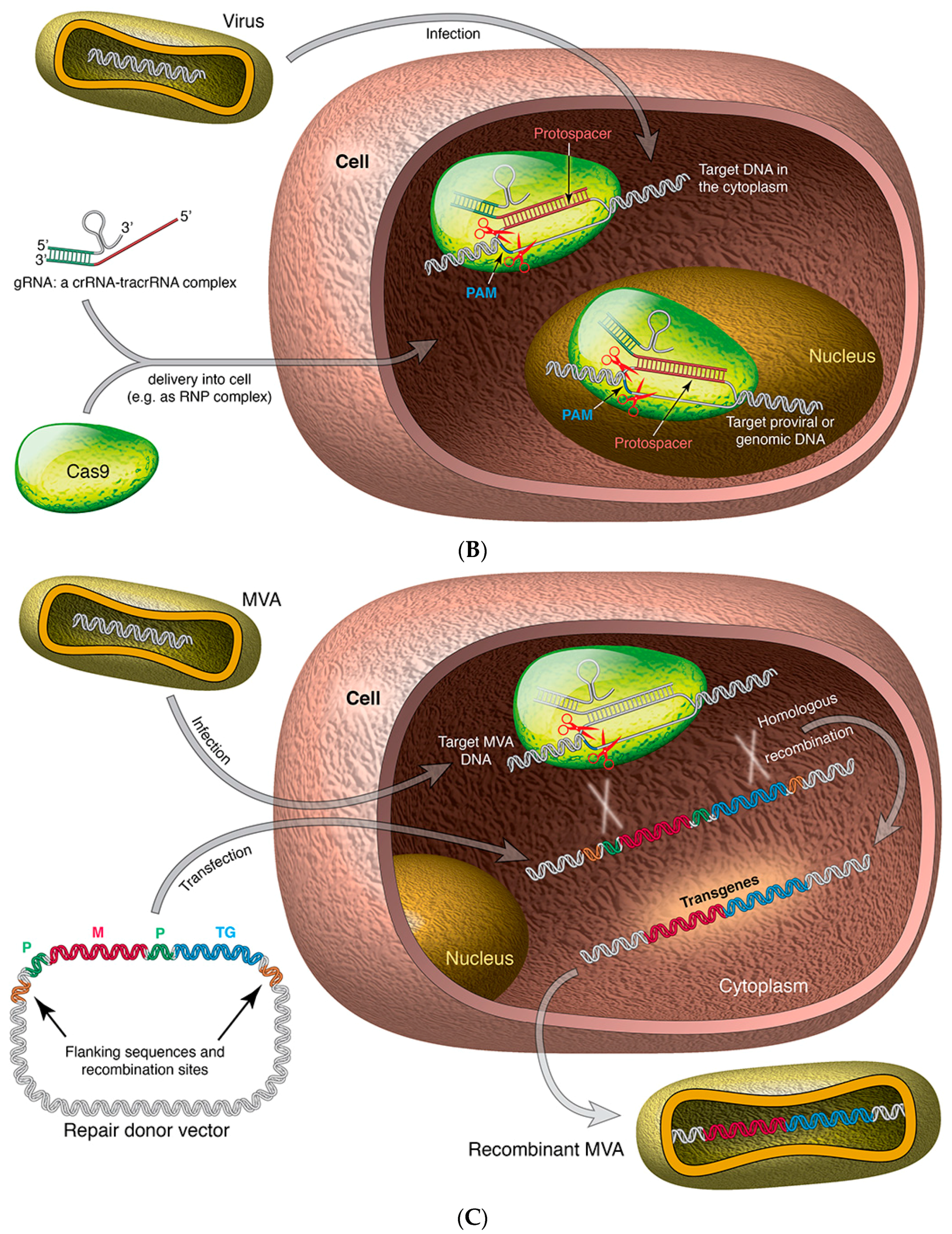 Viruses 10 00050 g002b Viruses 10 00050 g002b