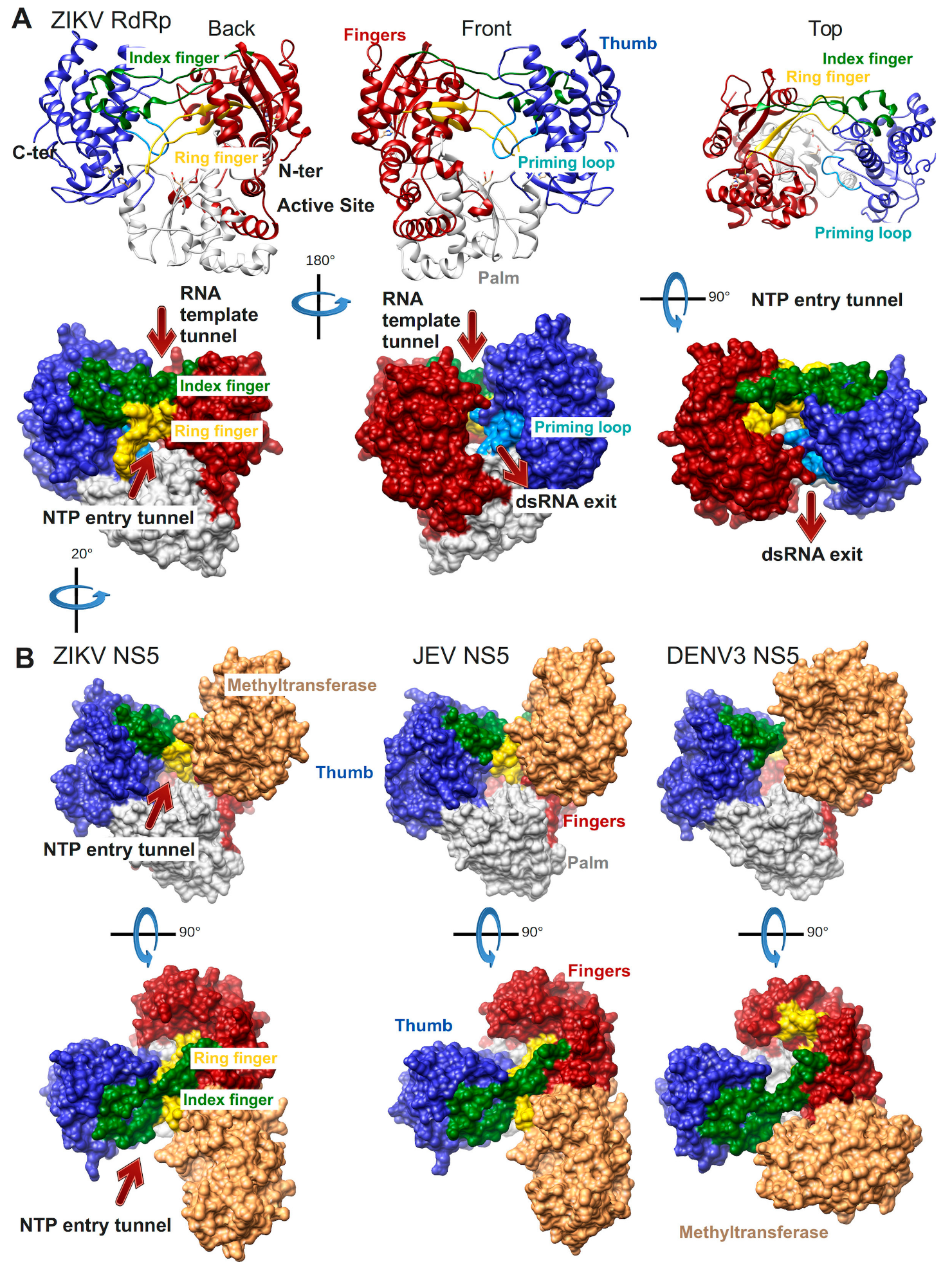 Viruses 10 00059 g003