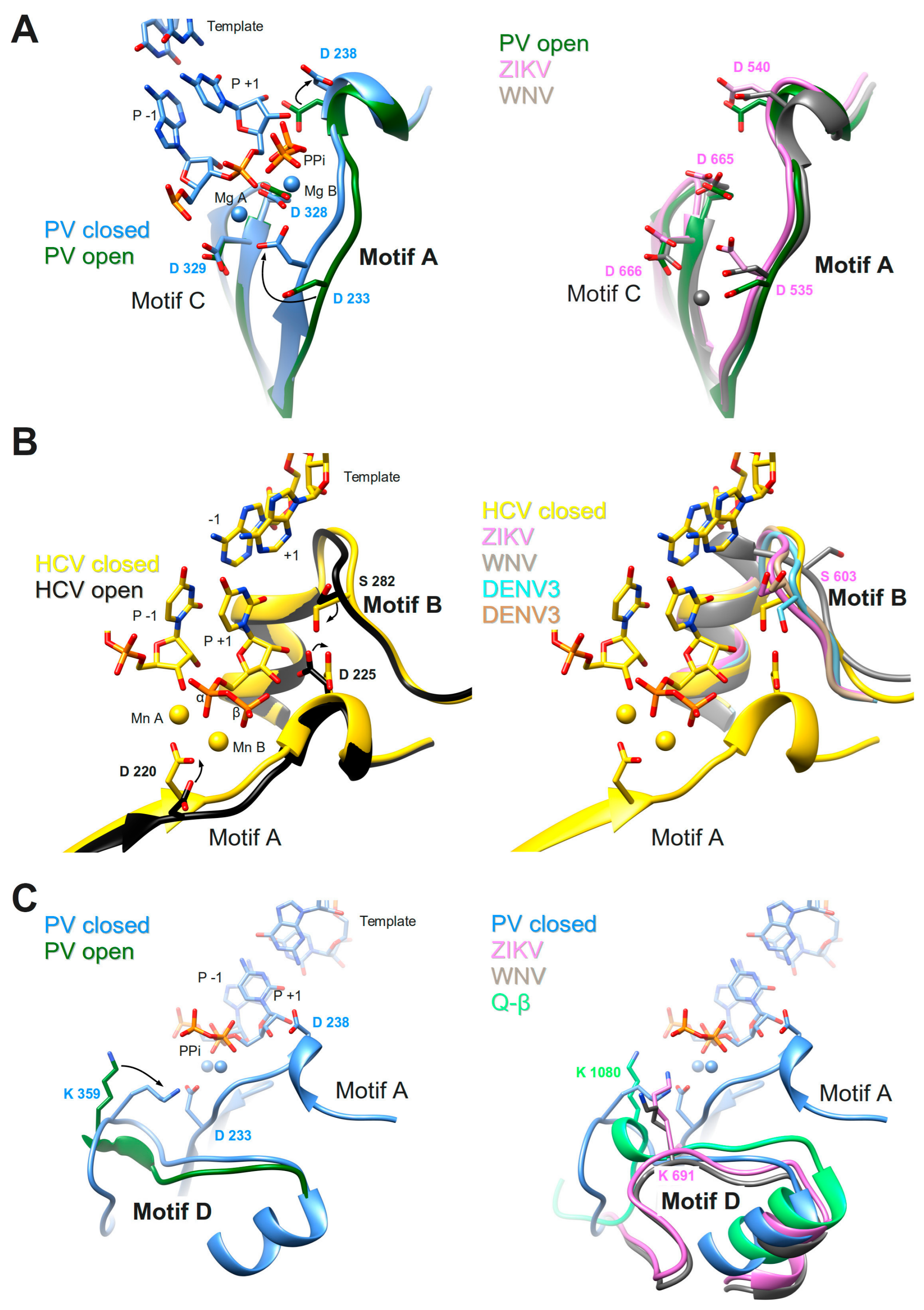 Viruses 10 00059 g005