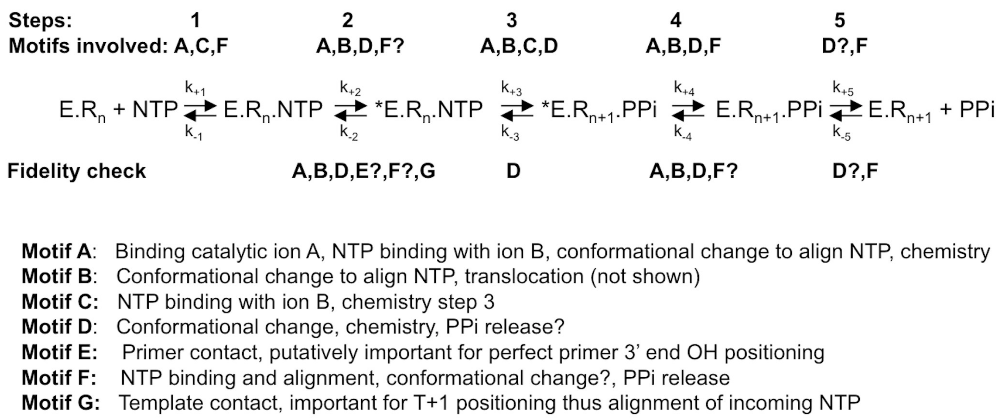Viruses 10 00059 g007