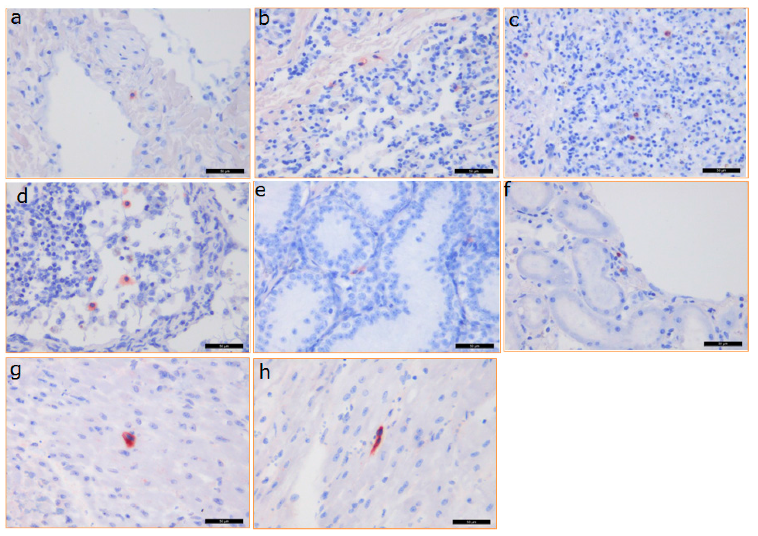 Viruses 10 00066 g006