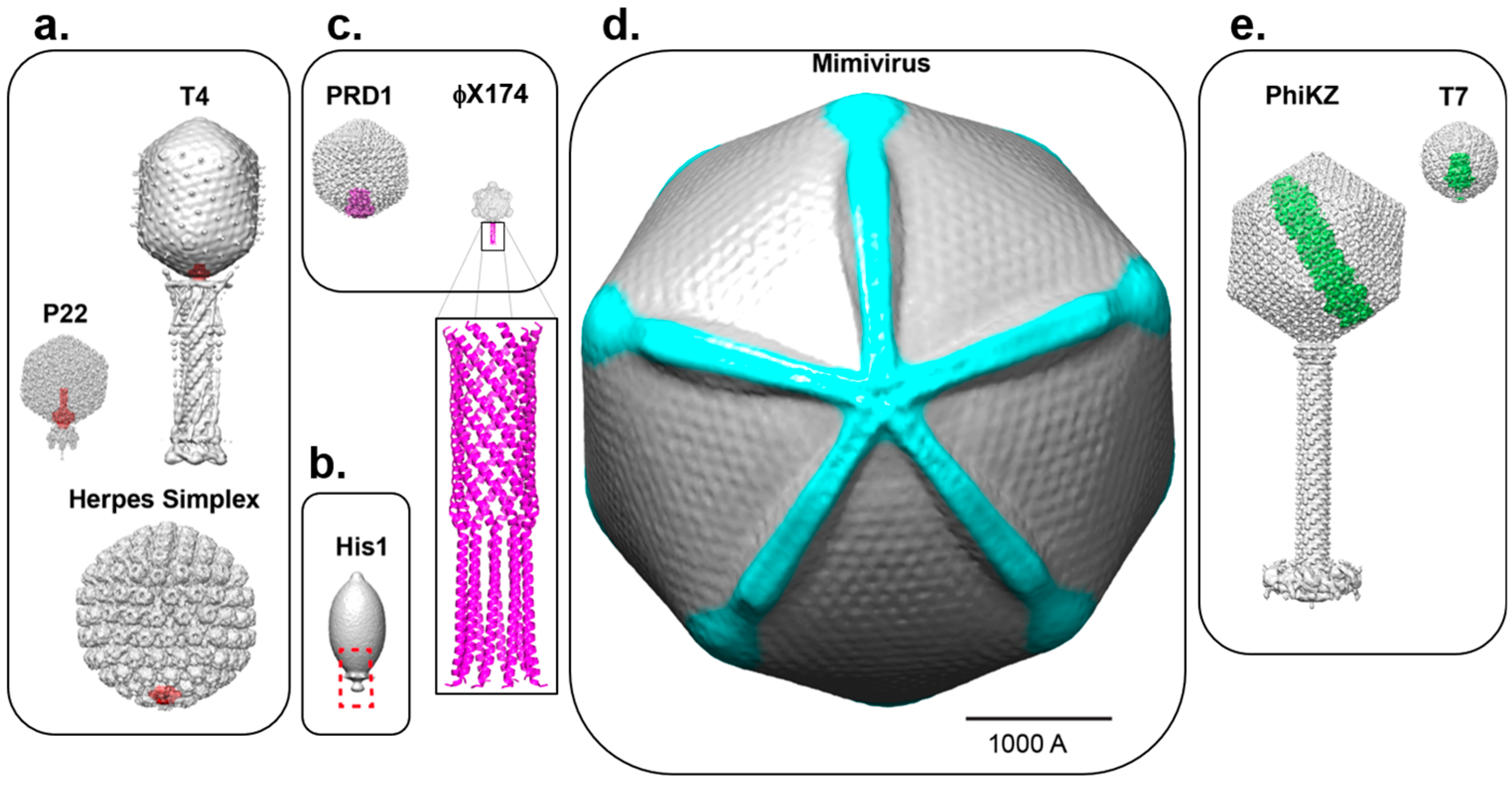 Viruses 10 00067 g002