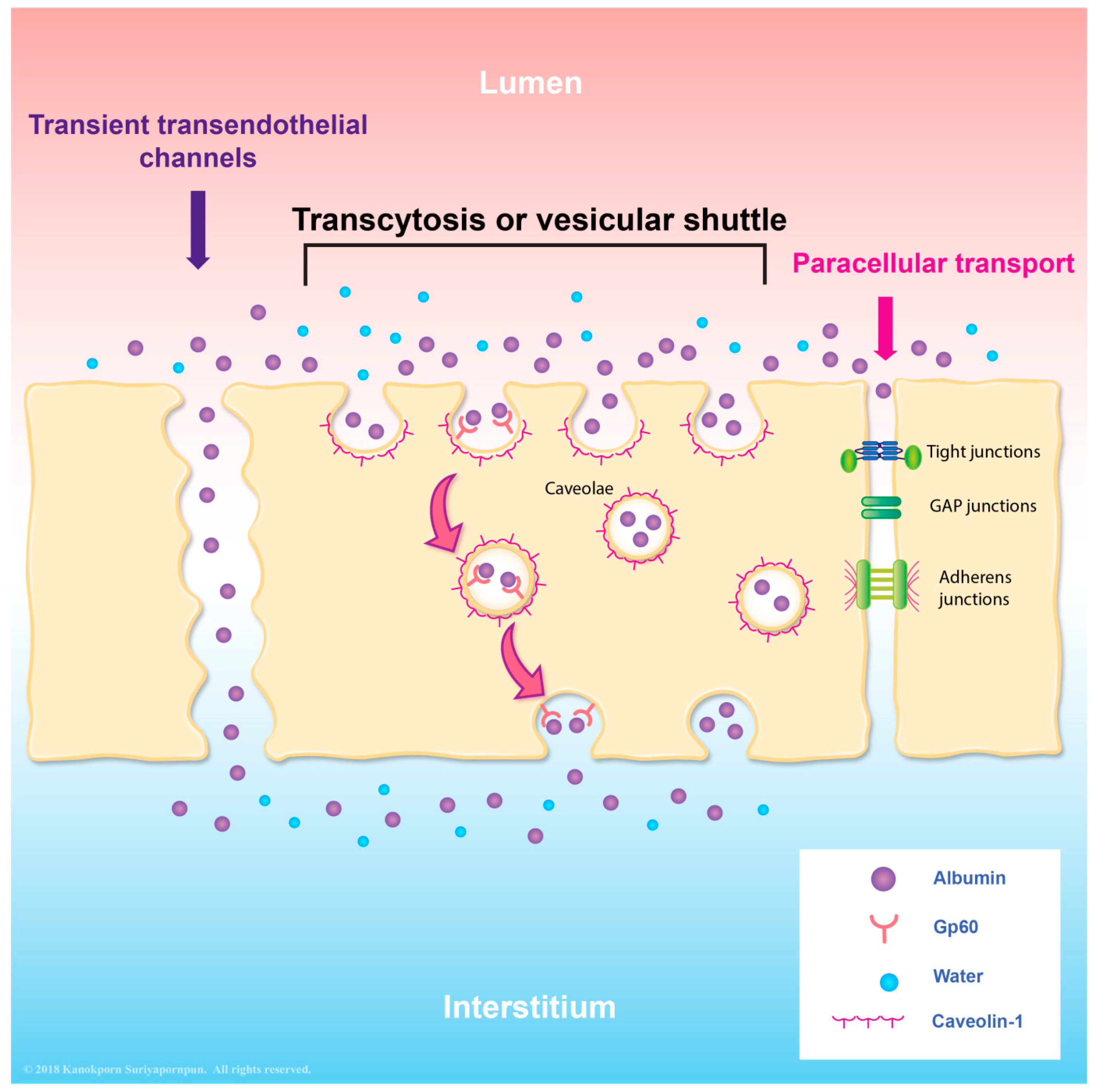 Viruses 10 00069 g001