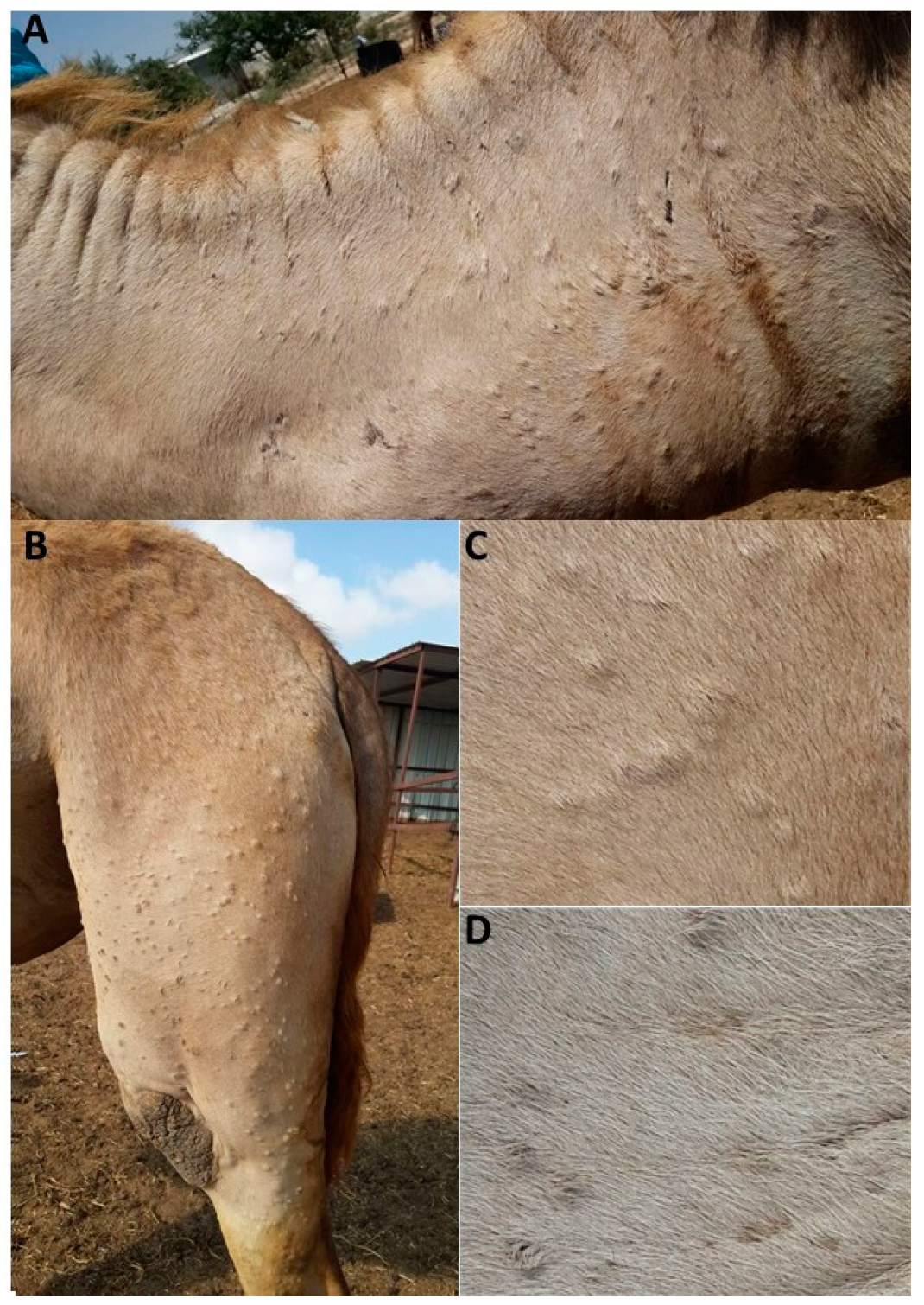 Viruses 10 00078 g001