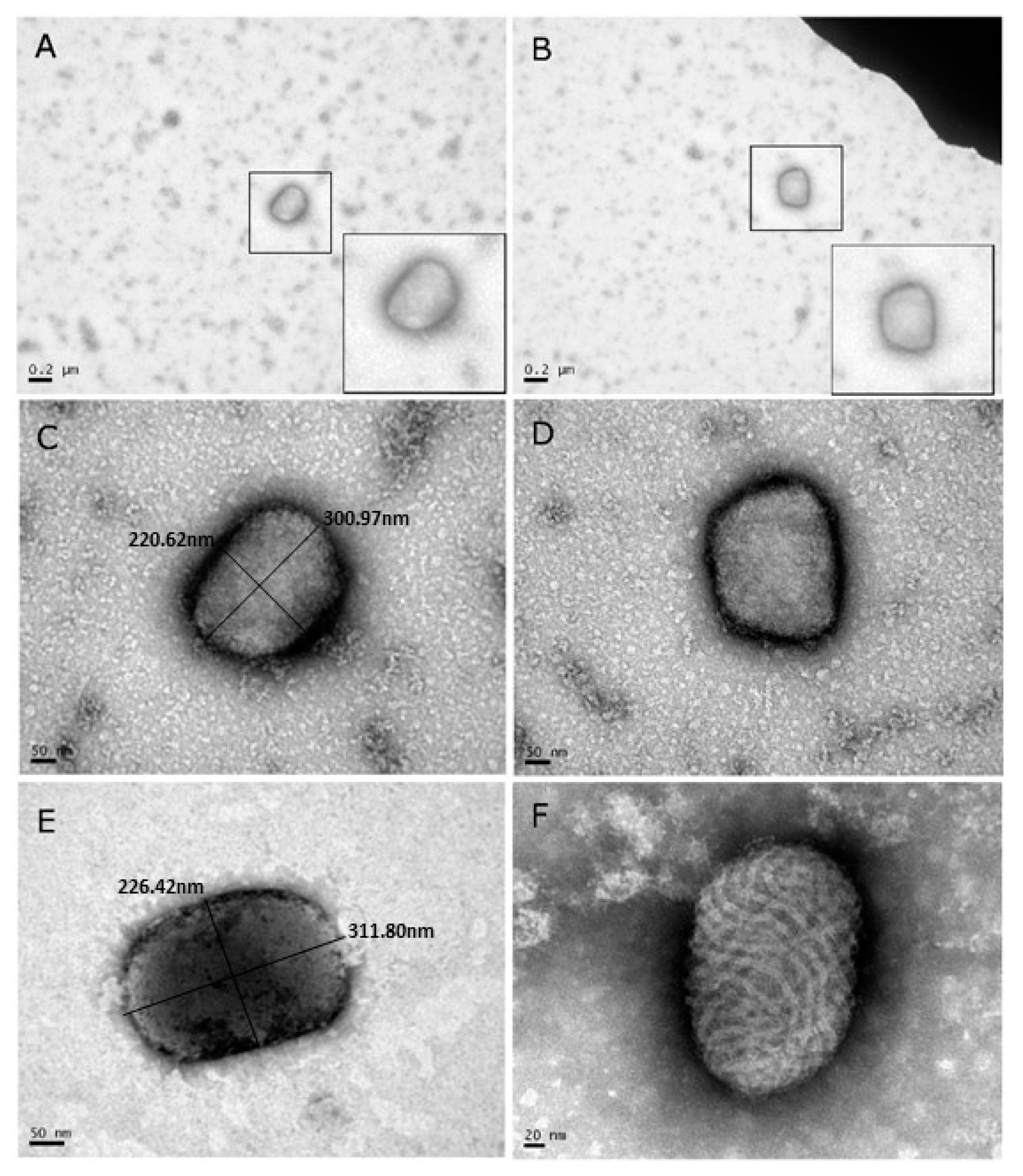 Viruses 10 00078 g002