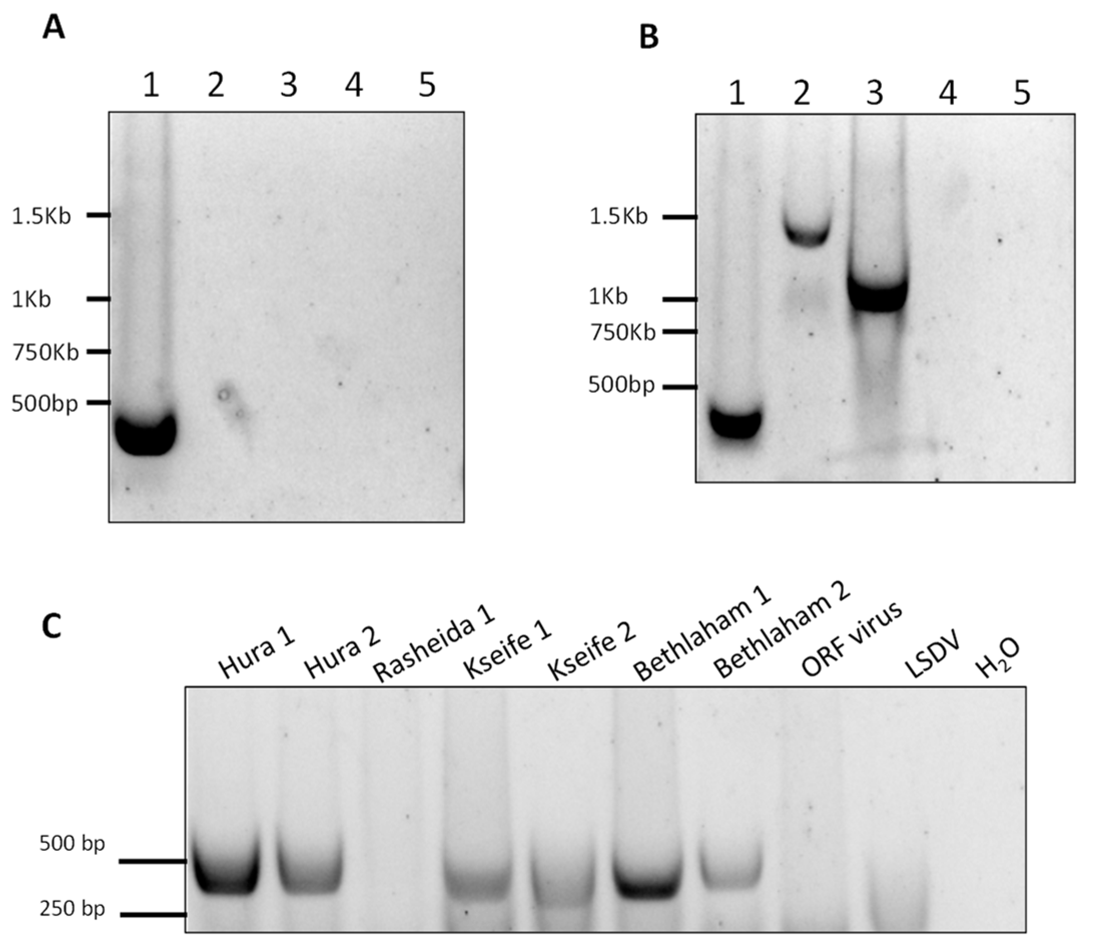 Viruses 10 00078 g006
