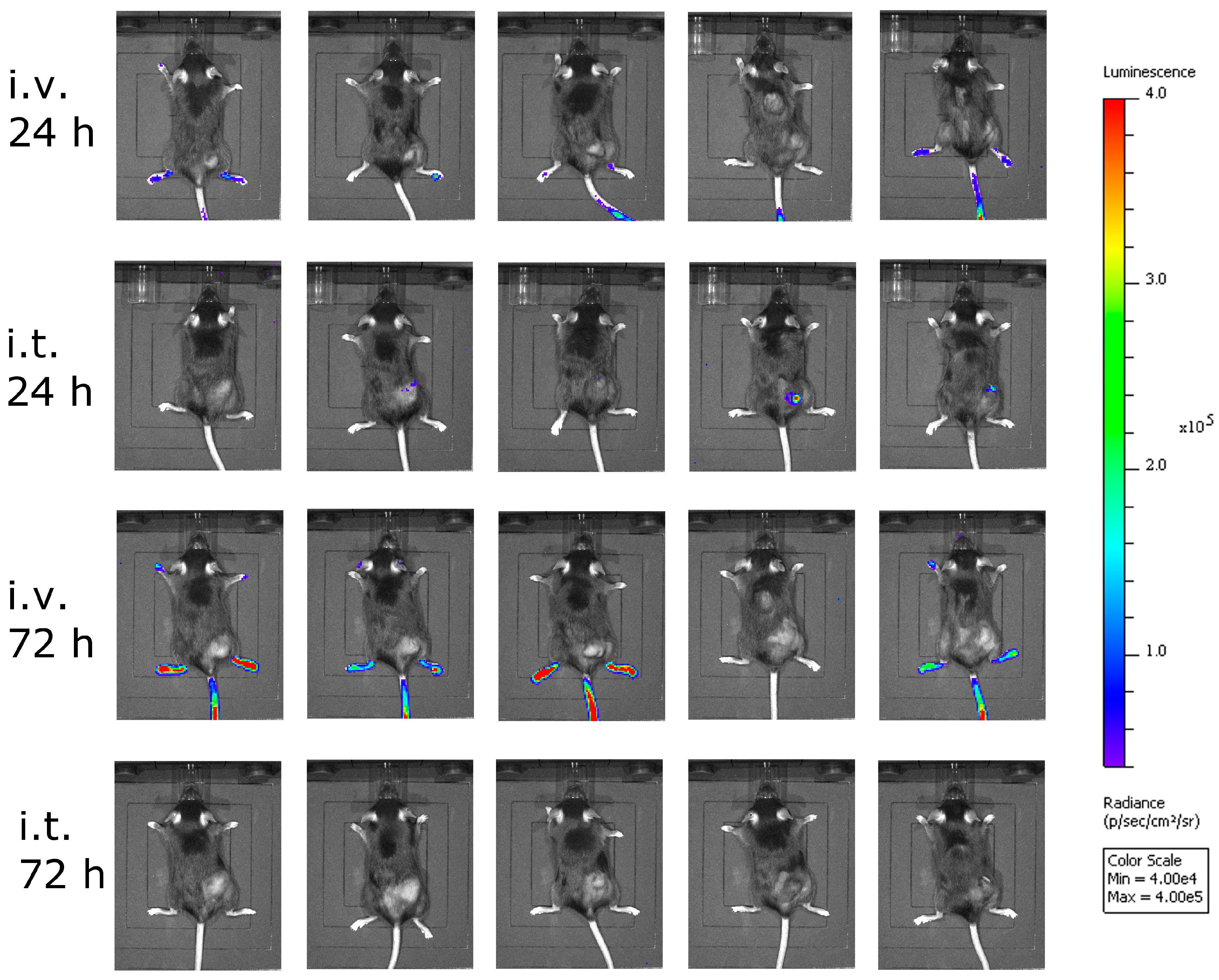 Viruses 10 00108 g004