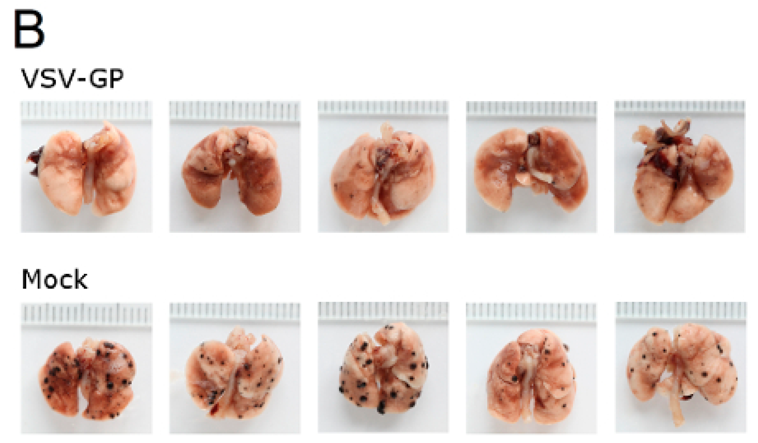 Viruses 10 00108 g007b