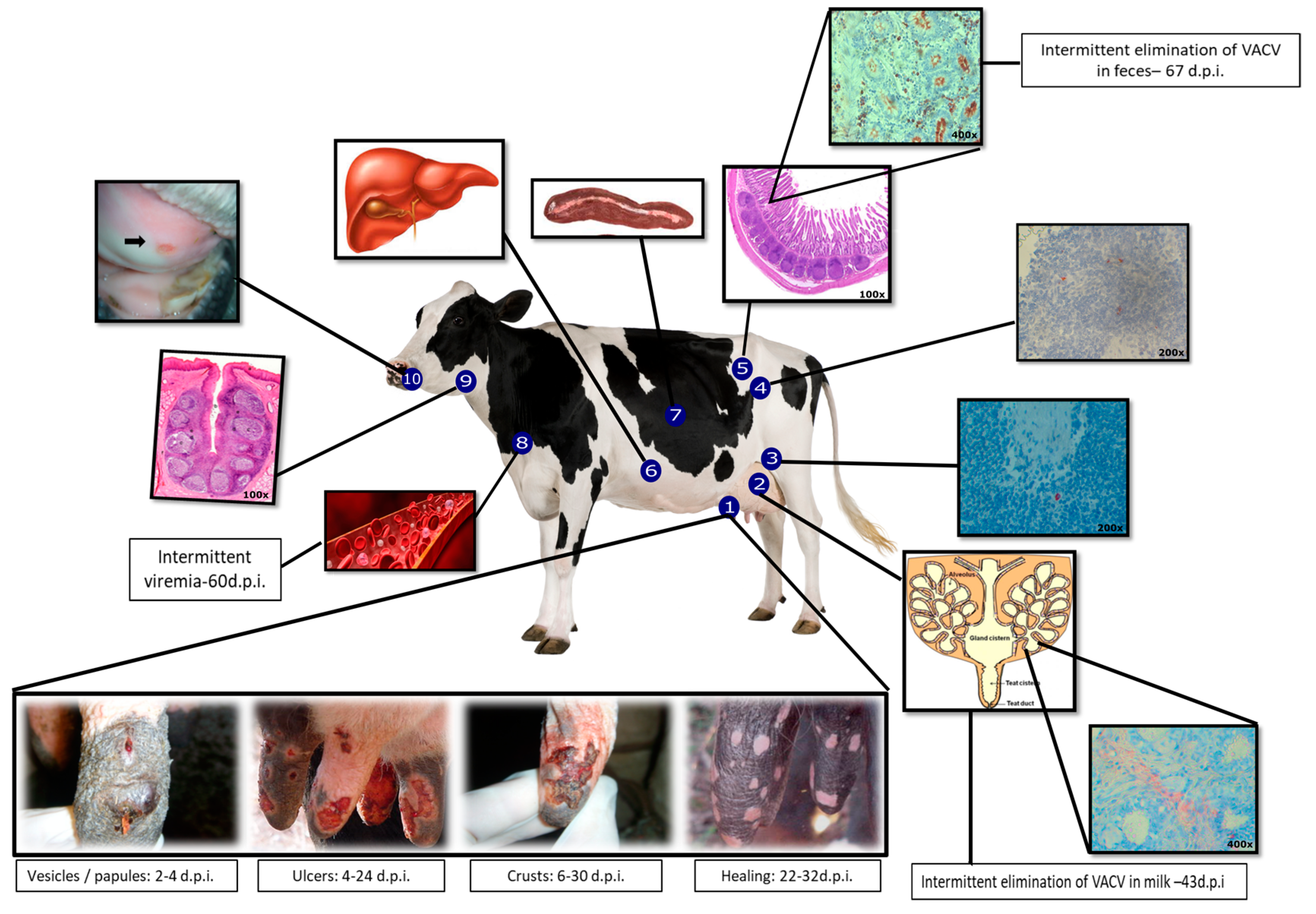 Viruses 10 00120 g001 Viruses 10 00120 g001