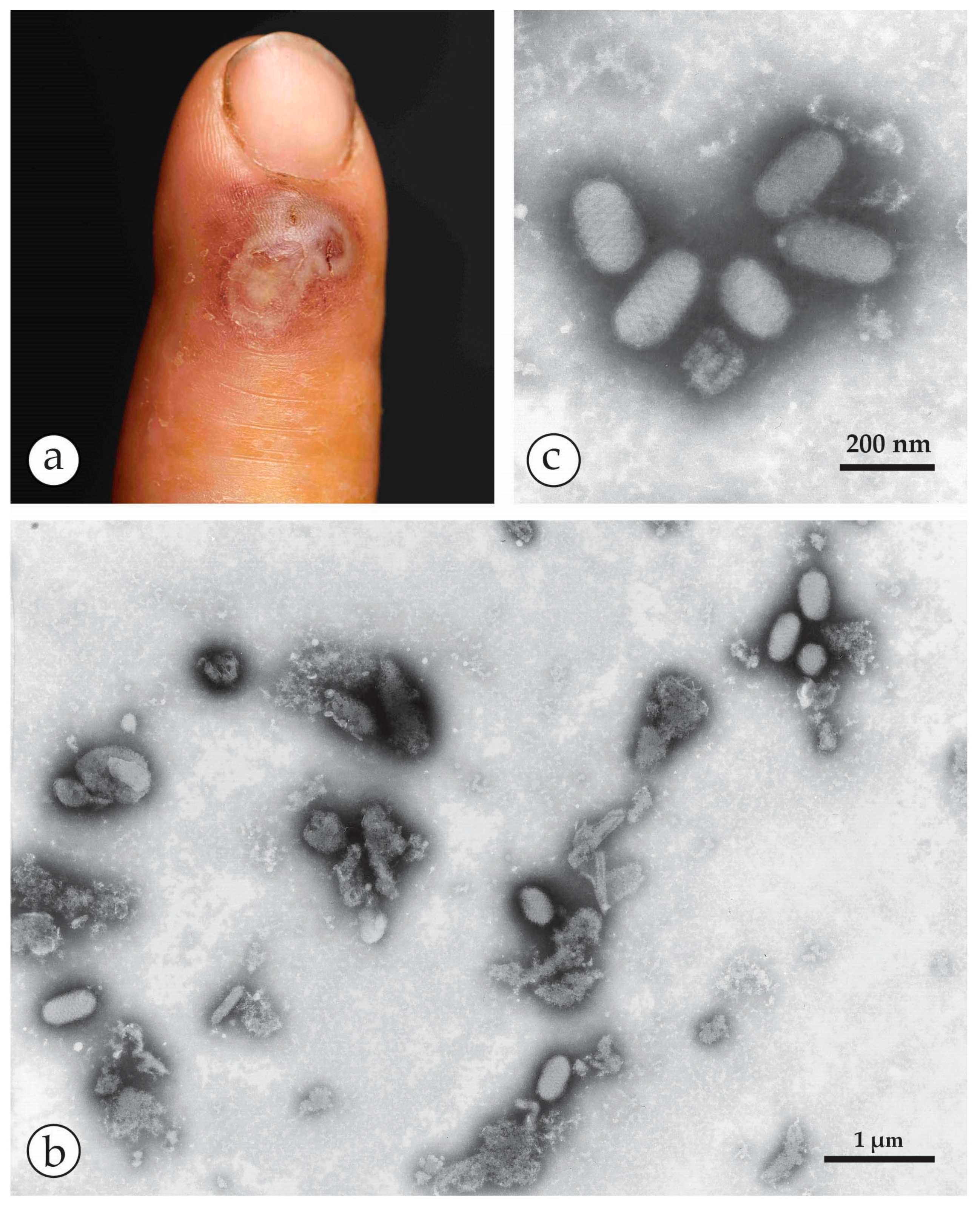 Viruses 10 00142 g007 Viruses 10 00142 g007