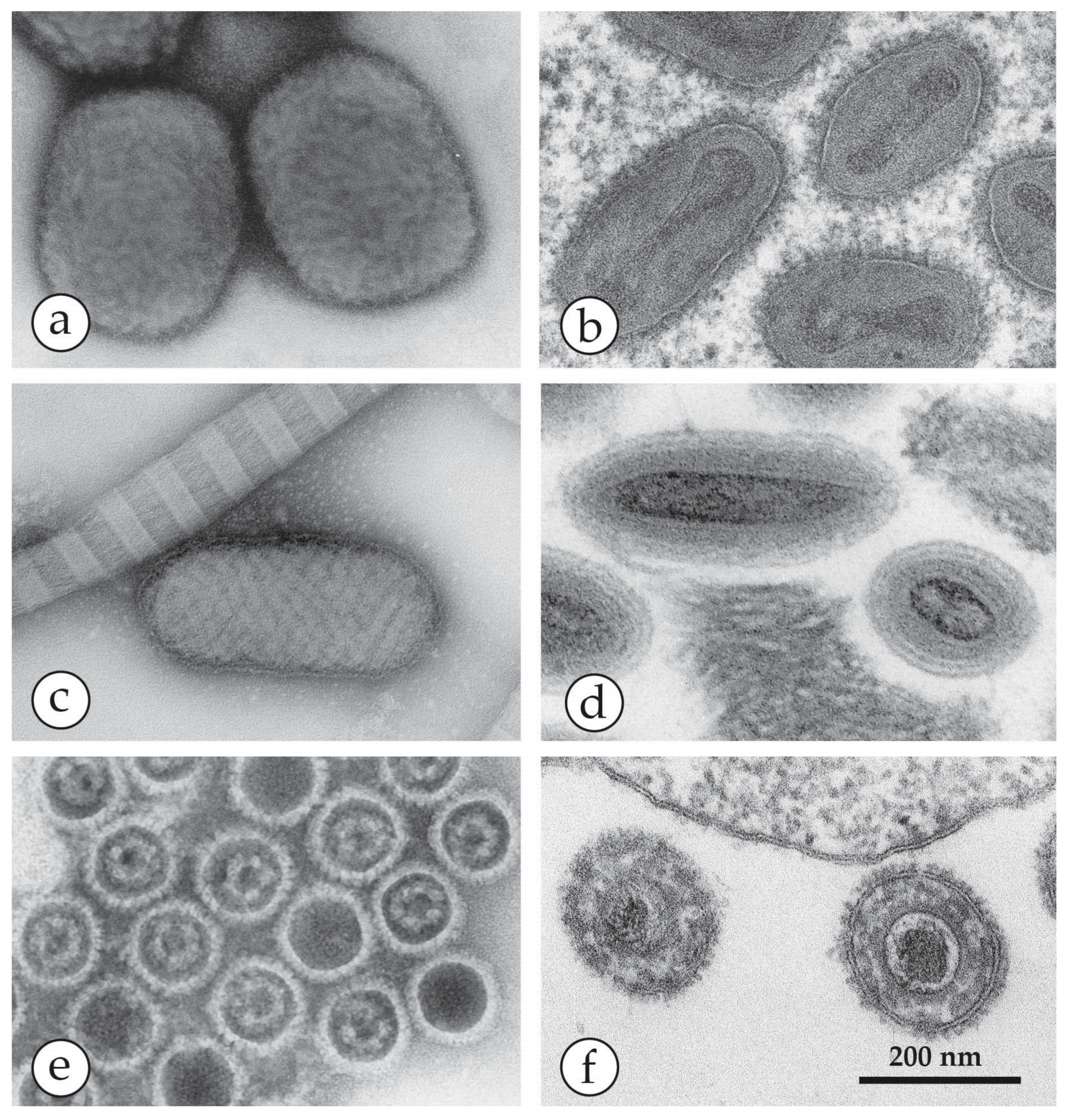 Viruses 10 00142 g013 Viruses 10 00142 g013