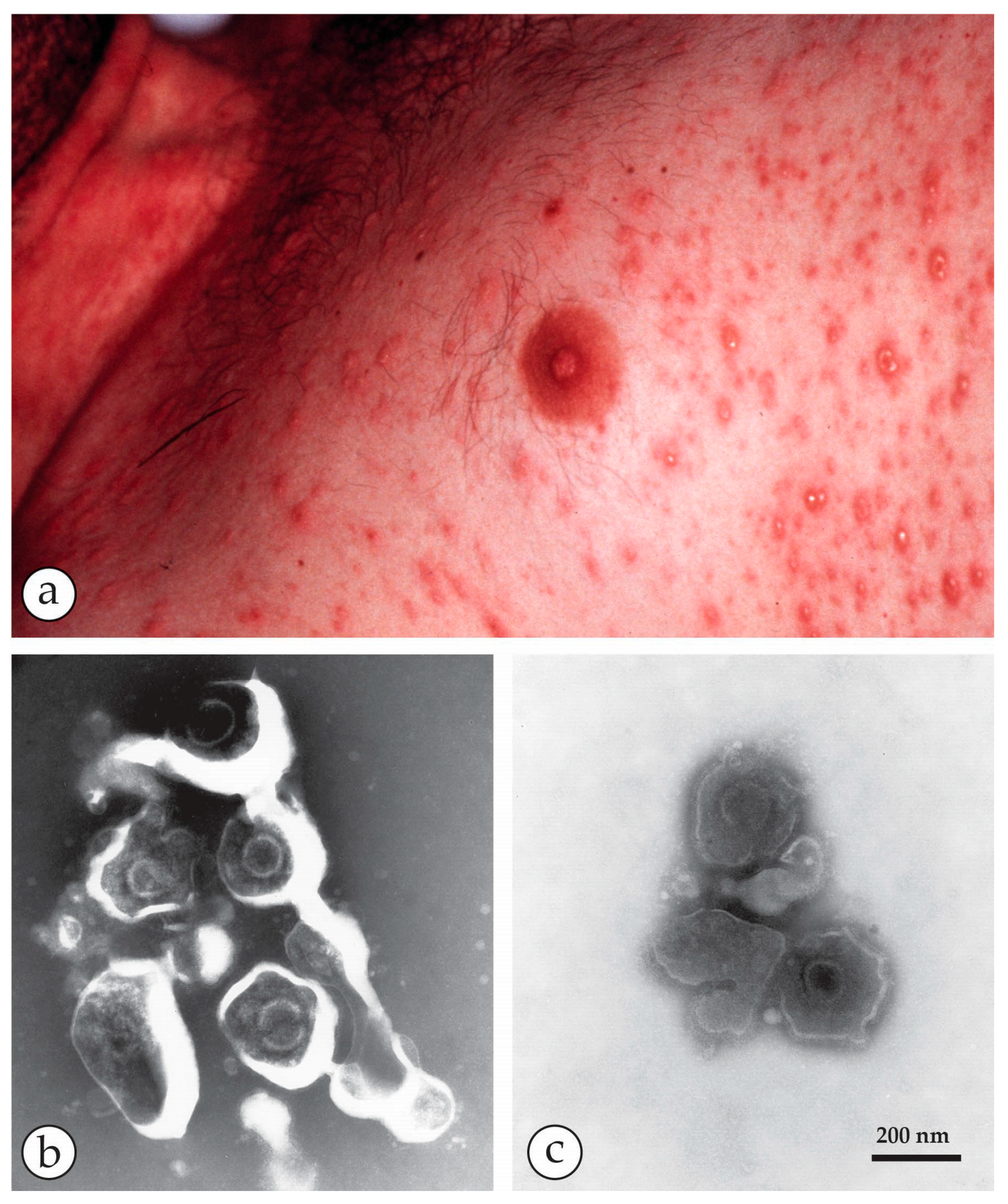 Viruses 10 00142 g016 Viruses 10 00142 g016