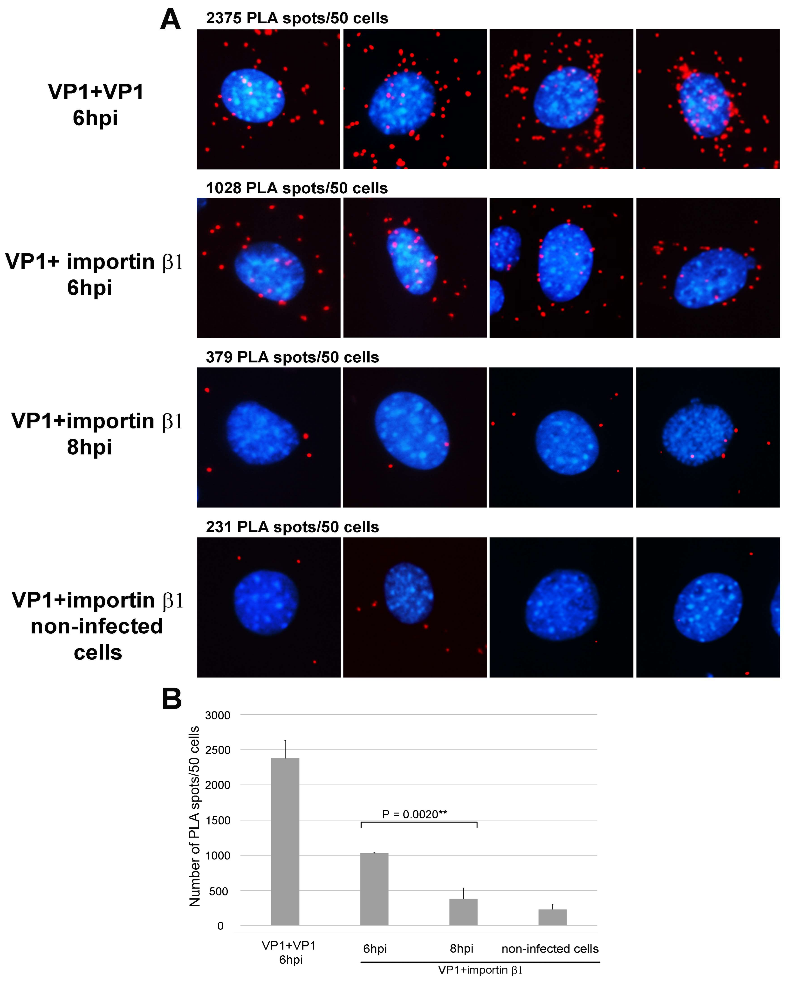 Viruses 10 00165 g002