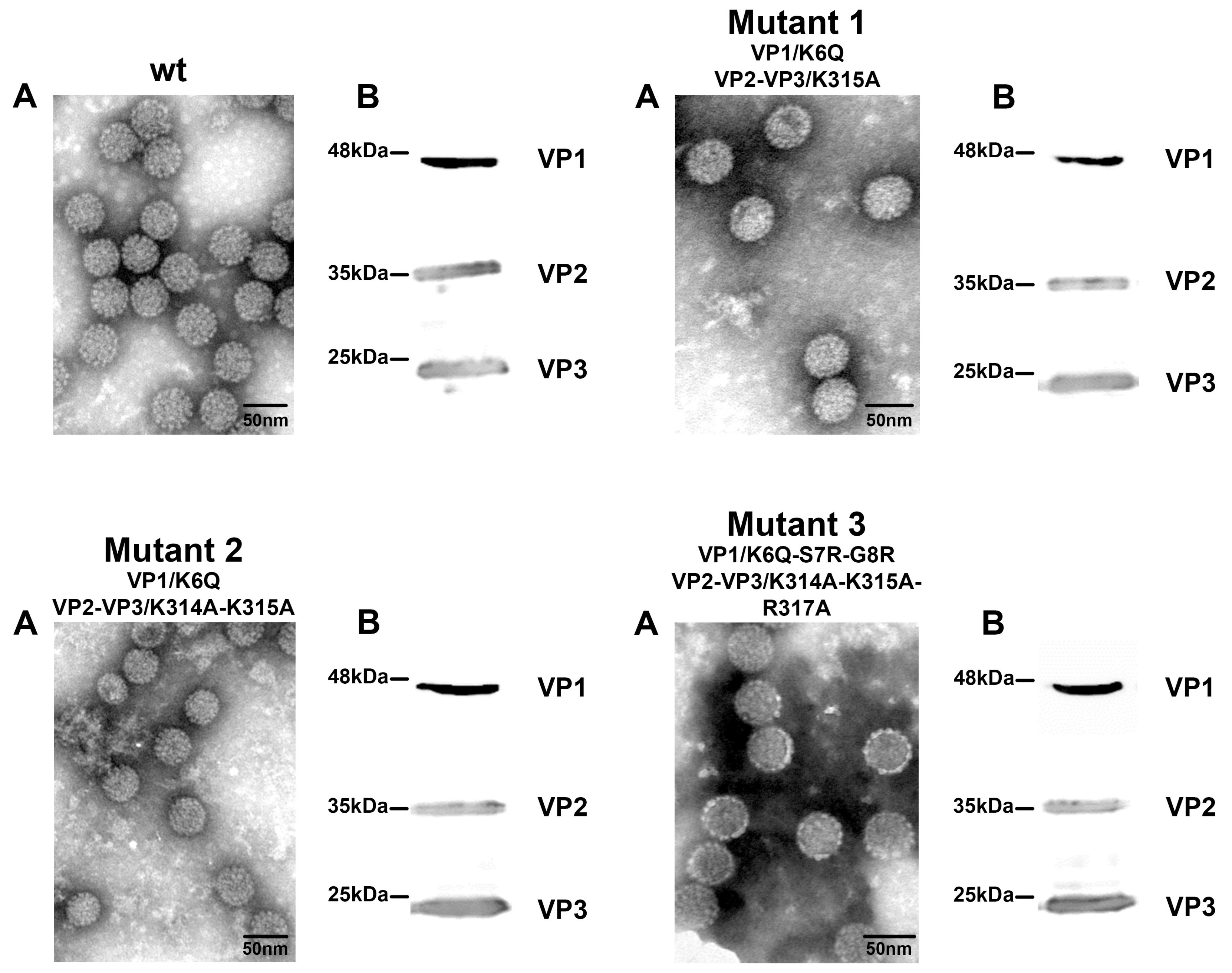 Viruses 10 00165 g004