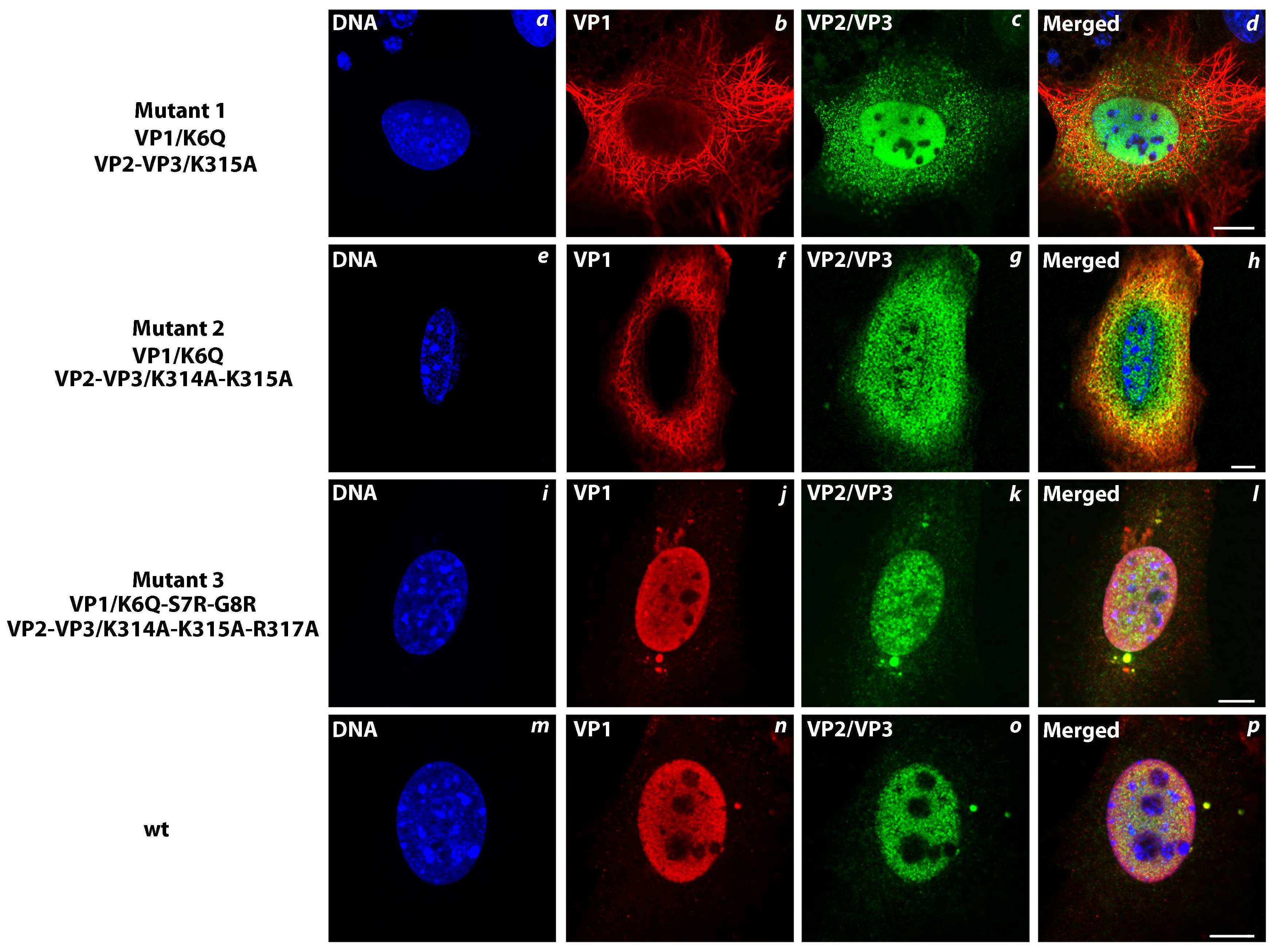 Viruses 10 00165 g006