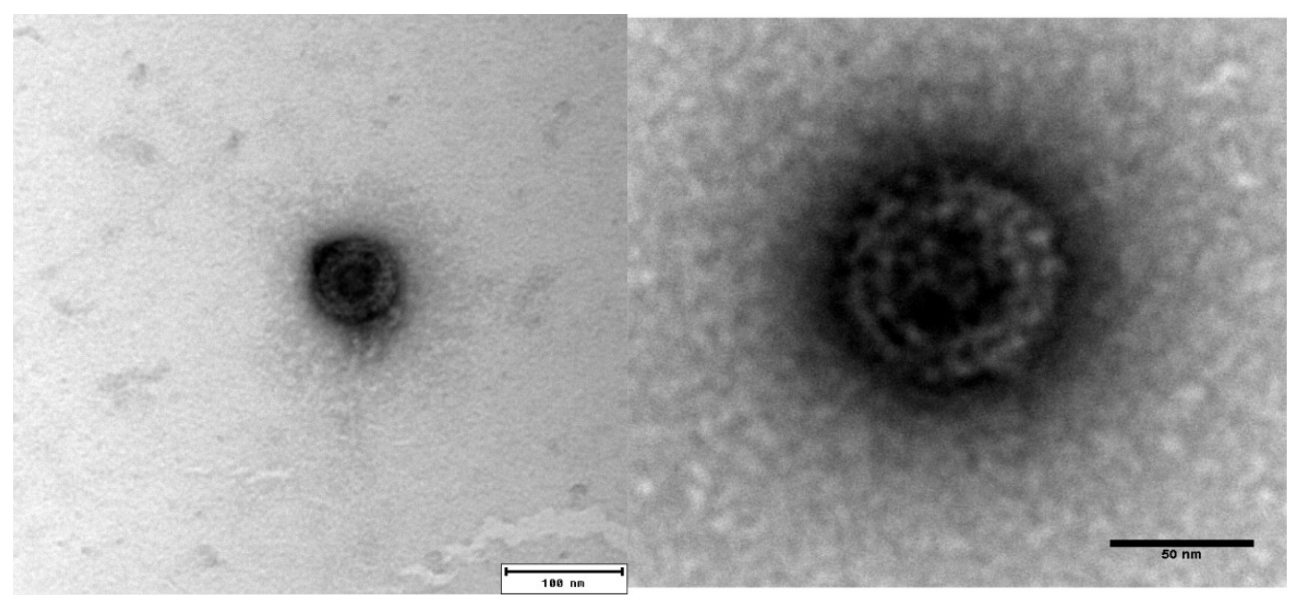 Viruses 10 00170 g001 Viruses 10 00170 g001