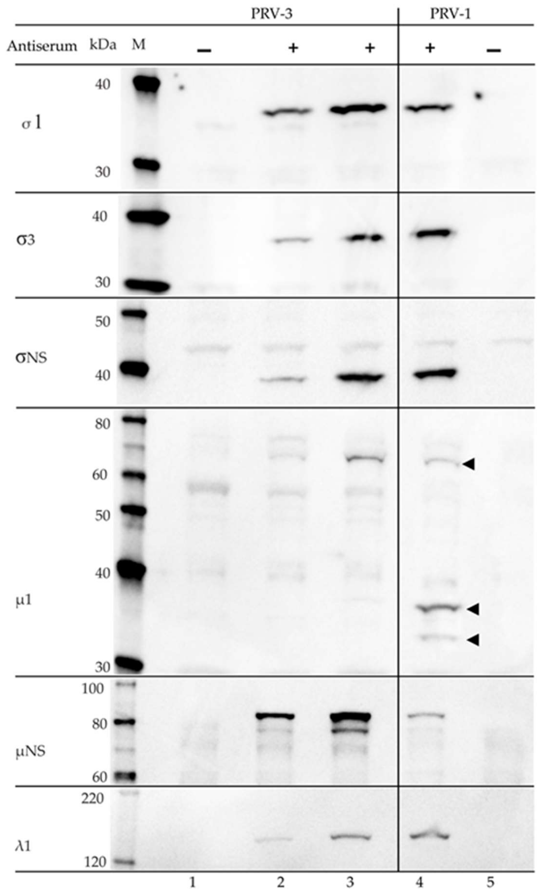 Viruses 10 00170 g007 Viruses 10 00170 g007