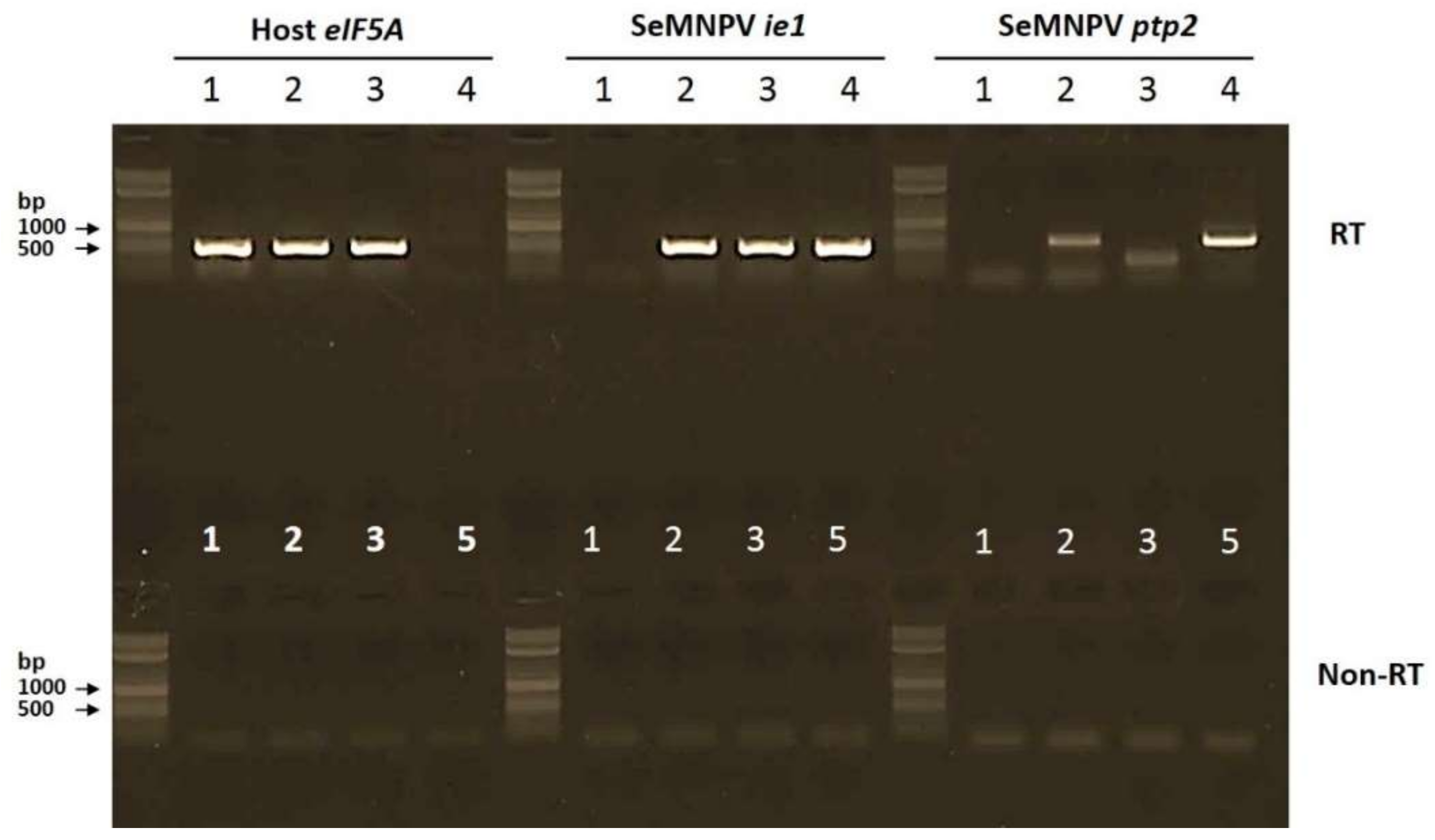 Viruses 10 00181 g004 Viruses 10 00181 g004