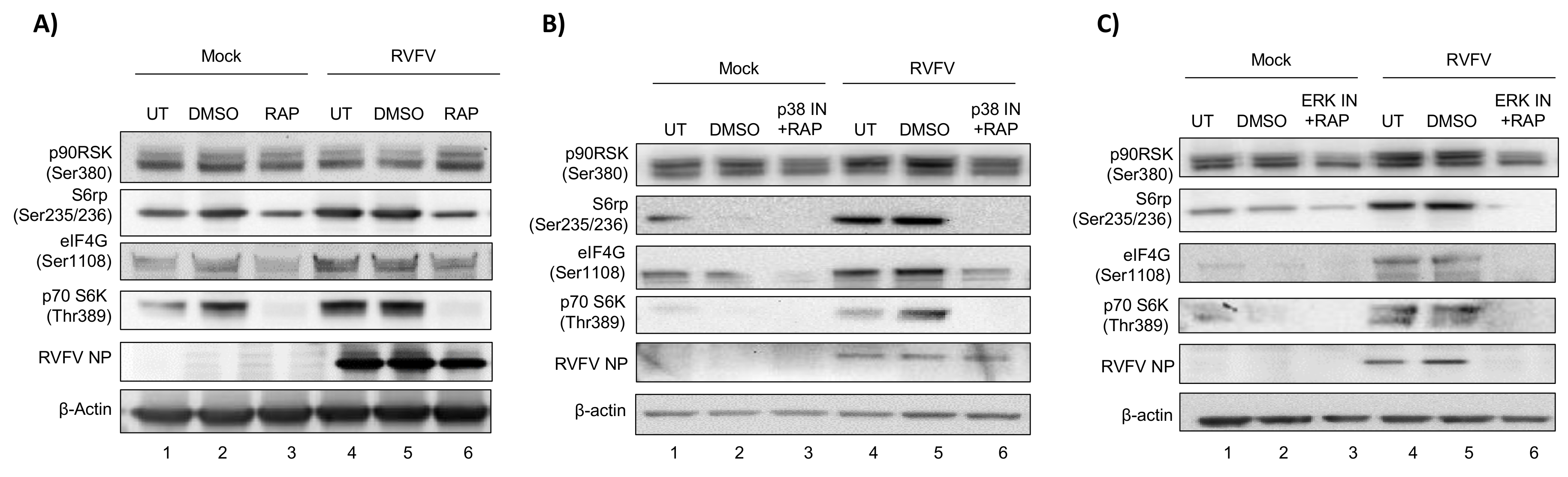 Viruses 10 00191 g007 Viruses 10 00191 g007