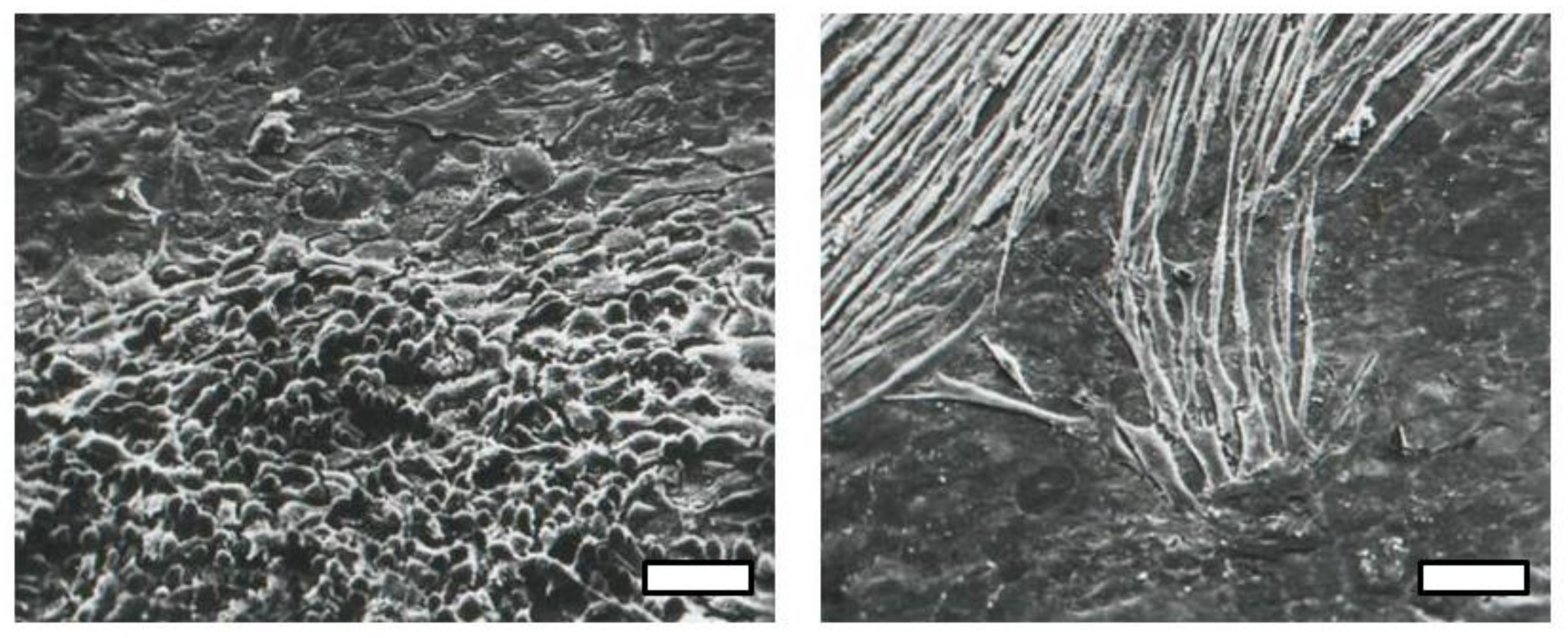 Viruses 10 00203 g002